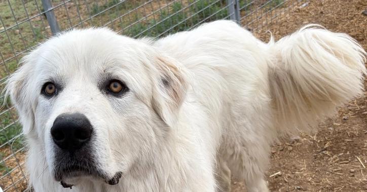Koa, a Adoptable Great Pyrenees in Challis, ID image 2/3