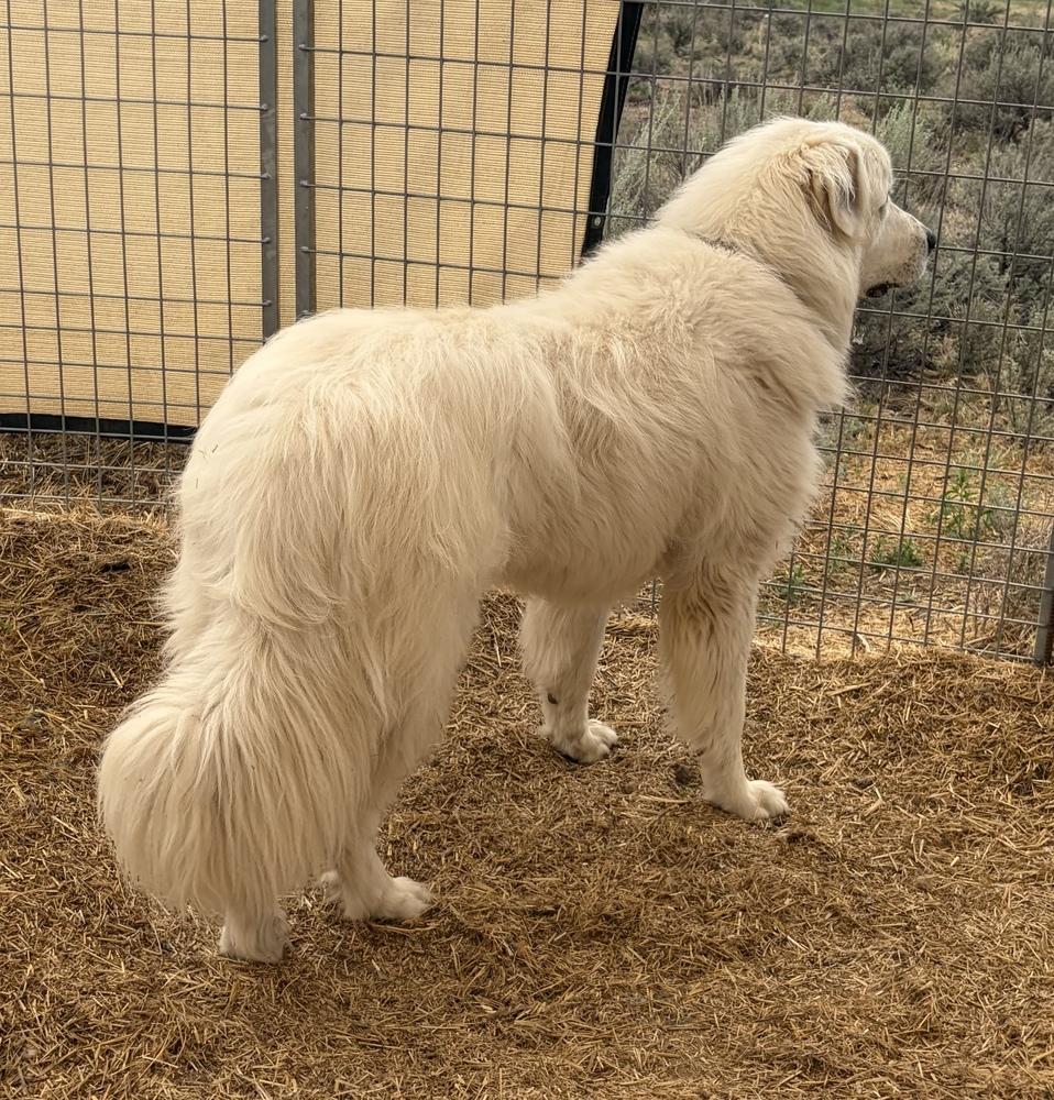 Koa, a Adoptable Great Pyrenees in Challis, ID image 3/3