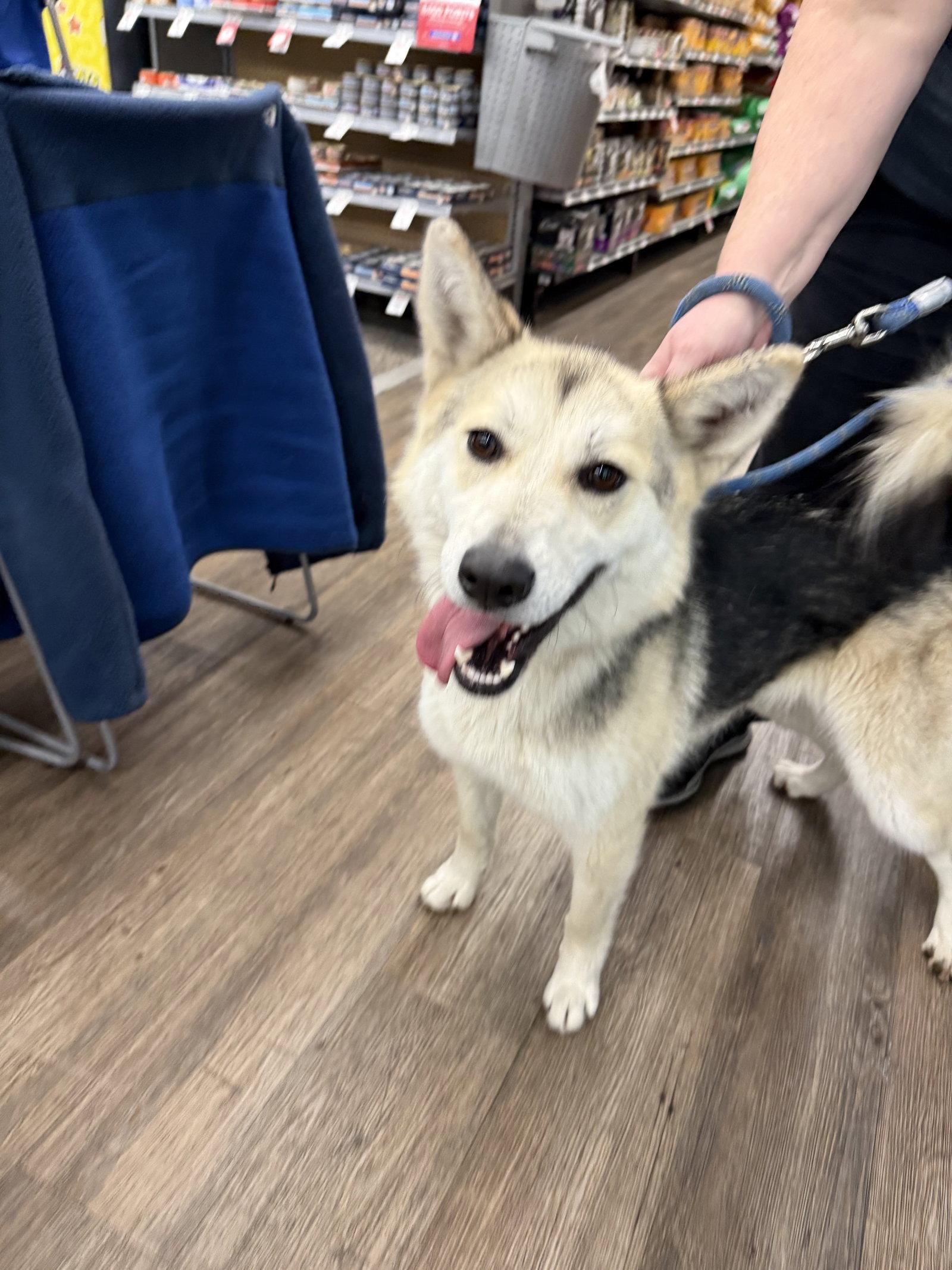 Essa, Adopted, Young Female Siberian Husky.