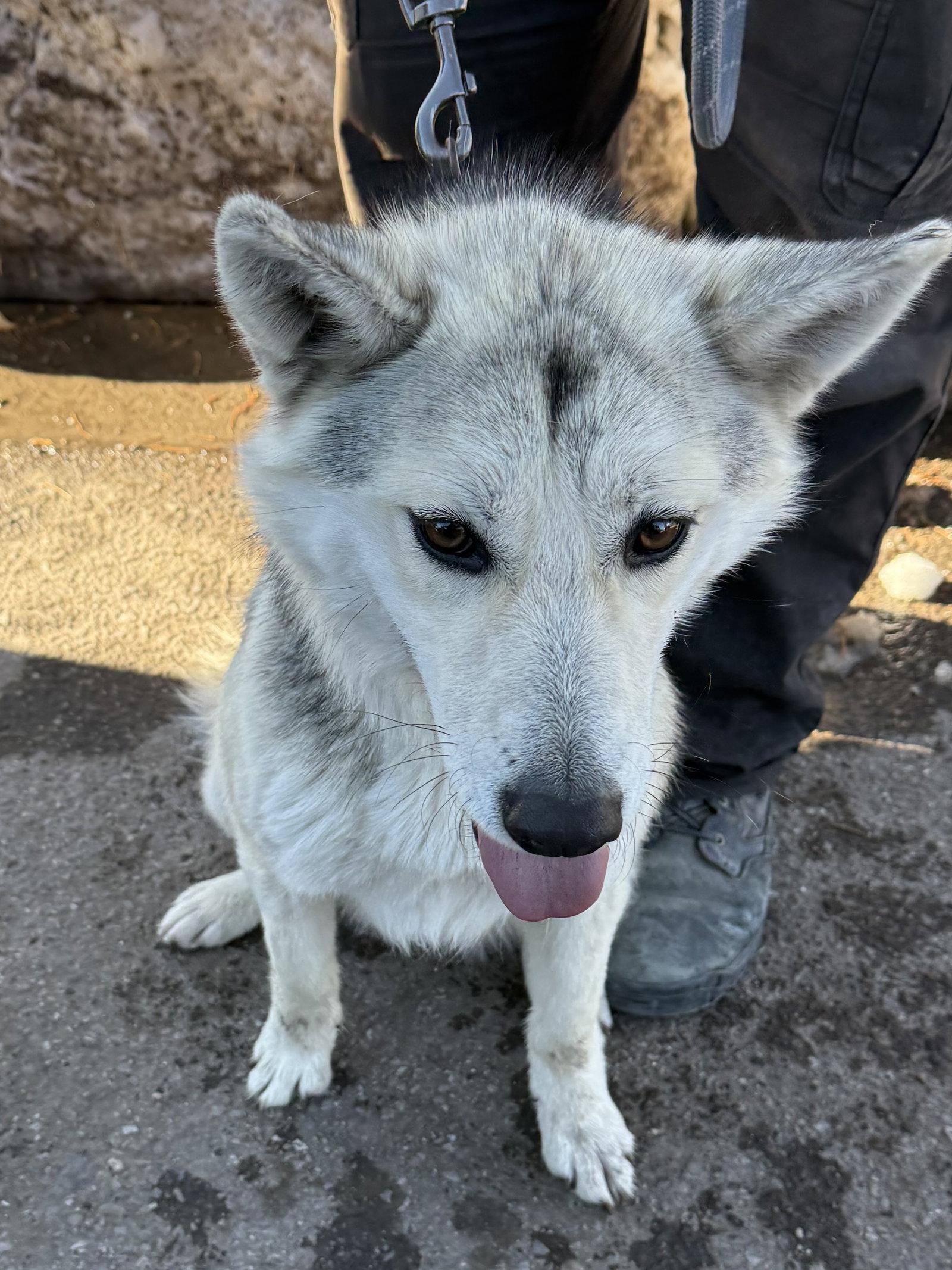 Enlarge Essa, a Adopted Siberian Husky in Cedar Crest, NM image 3/3