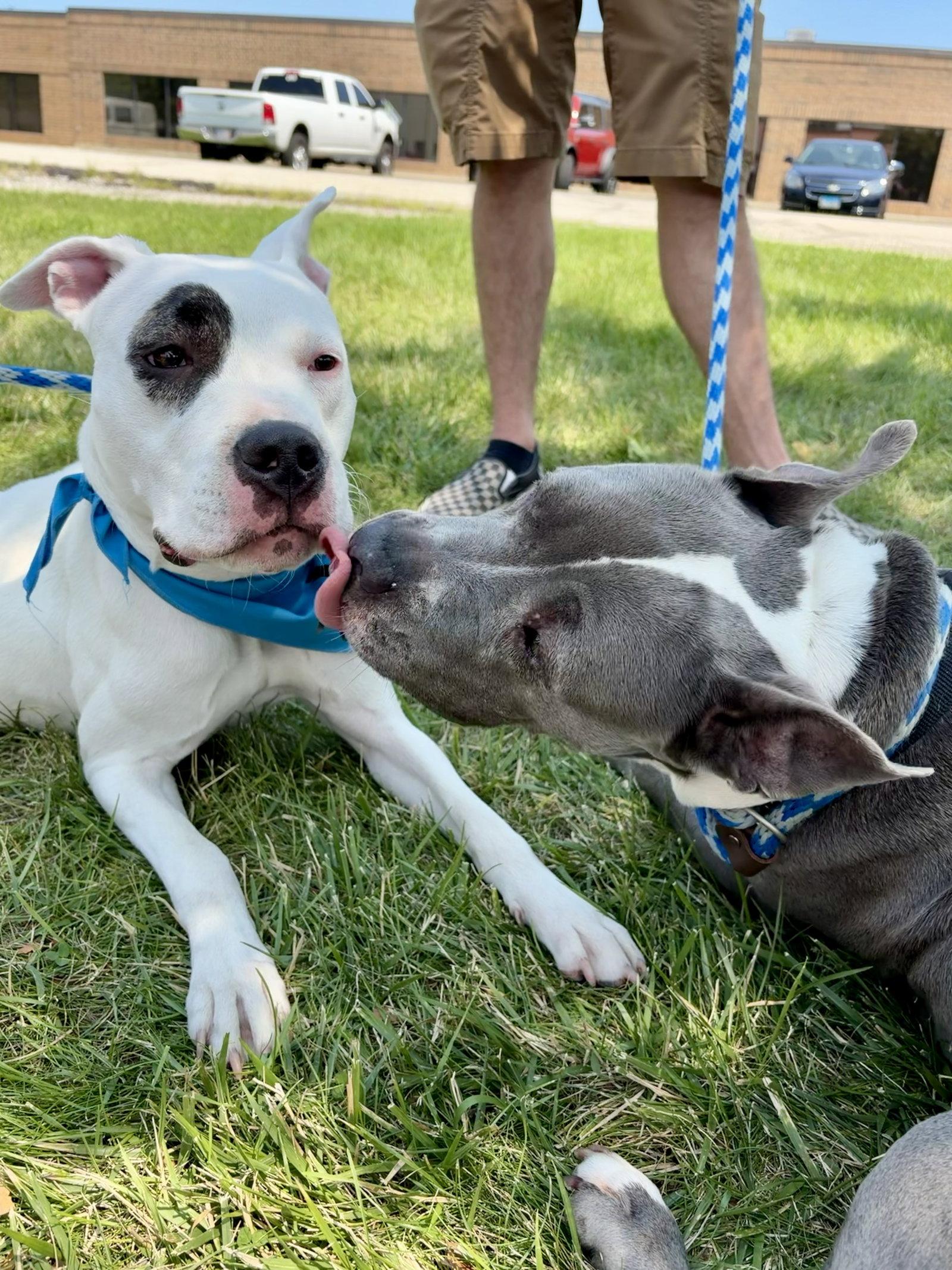 Enlarge Lola, a Adoptable Pit Bull Terrier in Island Lake, IL image 1/3