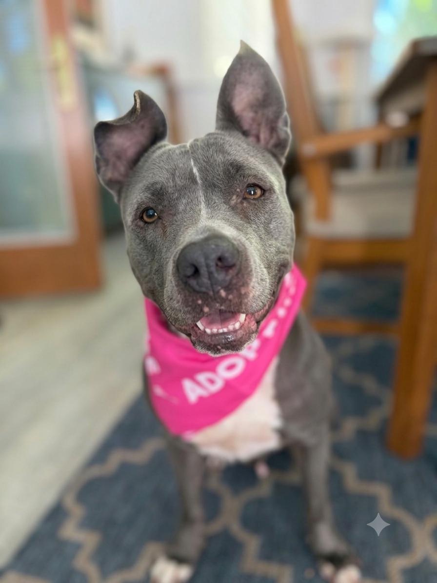 Lola, Adoptable, Adult Female Pit Bull Terrier.