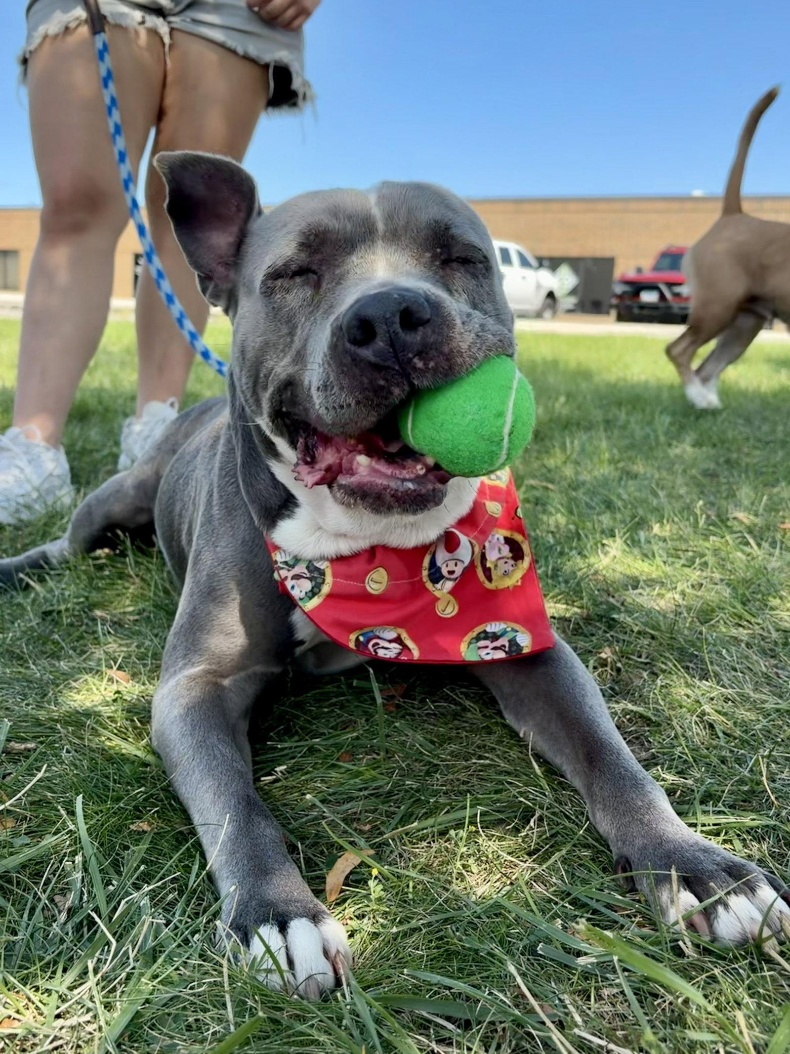Enlarge Lola, a Adoptable Pit Bull Terrier in Island Lake, IL image 2/3