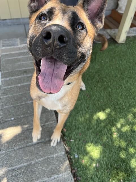 Enlarge Elsa, a Adoptable mixed breed in Phoenix, OR image 4/6