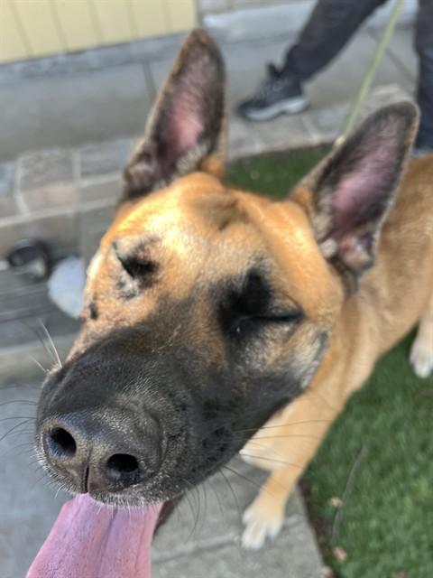 Enlarge Elsa, a Adoptable mixed breed in Phoenix, OR image 3/6