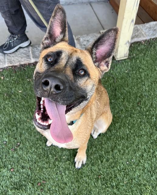Enlarge Elsa, a Adoptable mixed breed in Phoenix, OR image 1/6