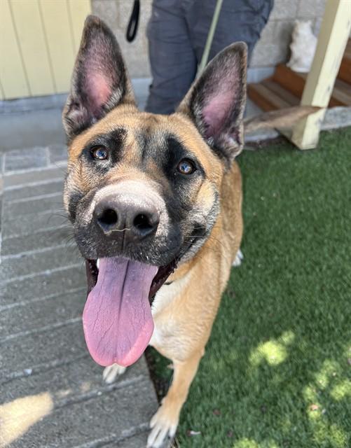 Enlarge Elsa, a Adoptable mixed breed in Phoenix, OR image 5/6