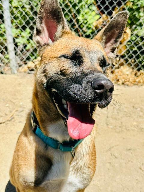 Enlarge Elsa, a Adoptable mixed breed in Phoenix, OR image 6/6
