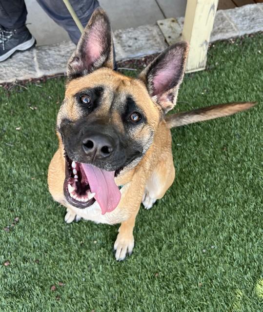 Enlarge Elsa, a Adoptable mixed breed in Phoenix, OR image 2/6