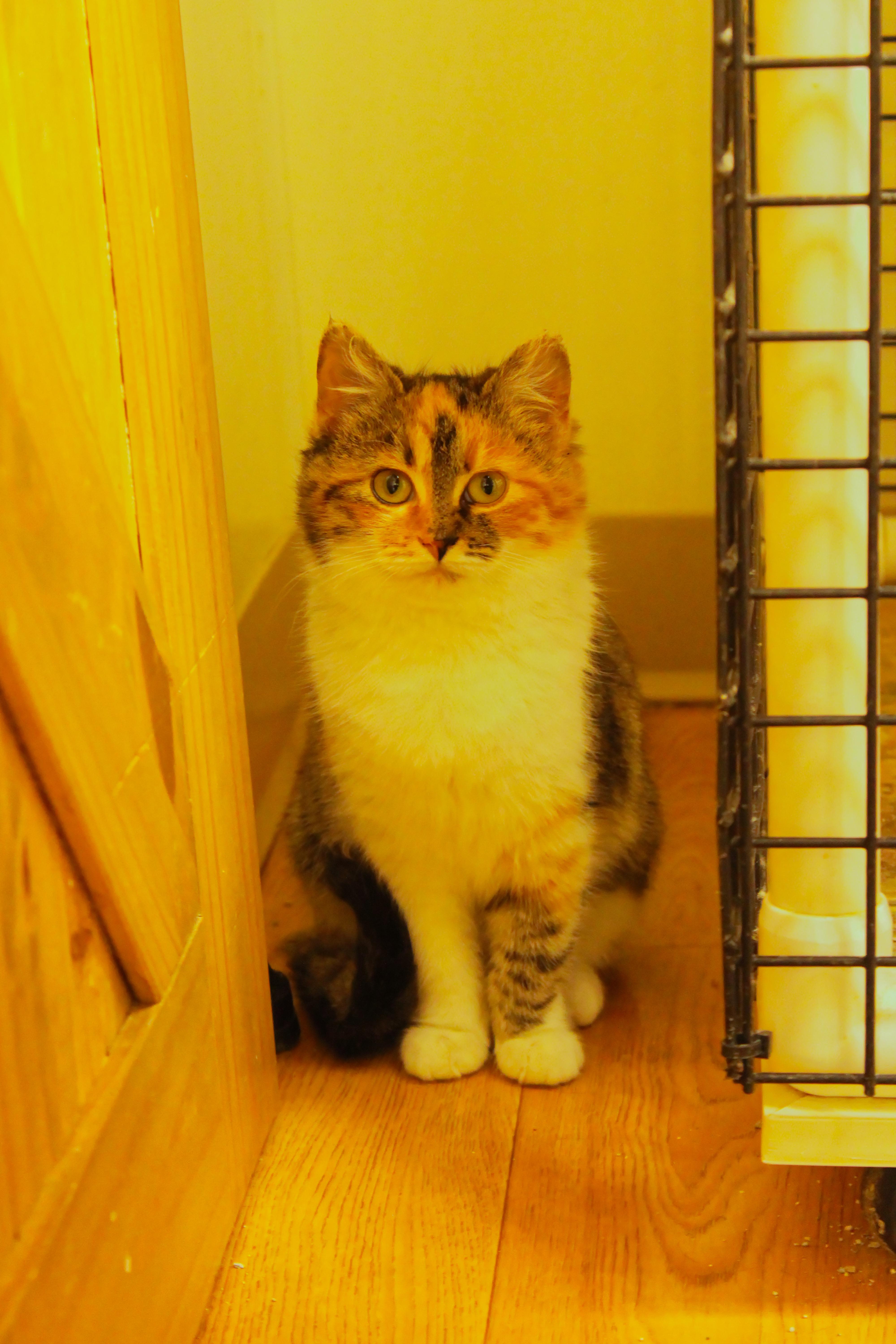 Enlarge Penelope, an adopted Domestic Medium Hair in Urbana, OH image 5/6