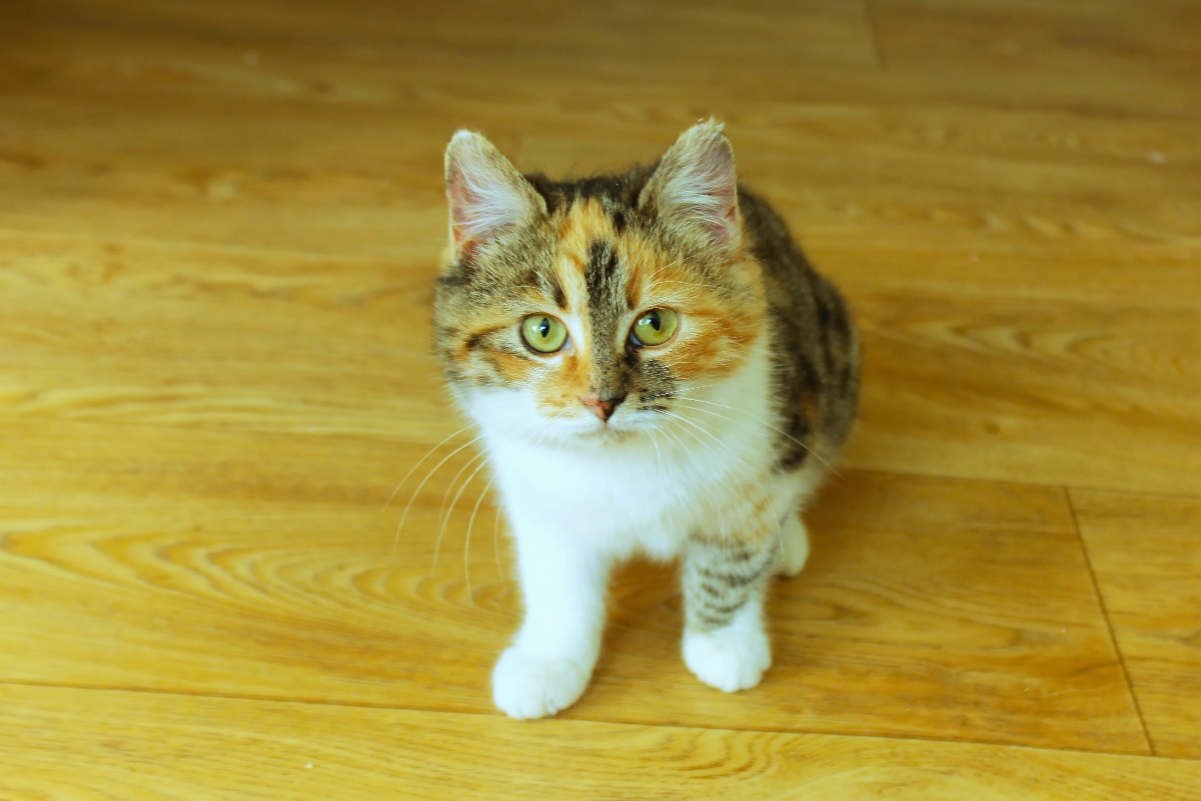 Enlarge Penelope, an adopted Domestic Medium Hair in Urbana, OH image 3/6