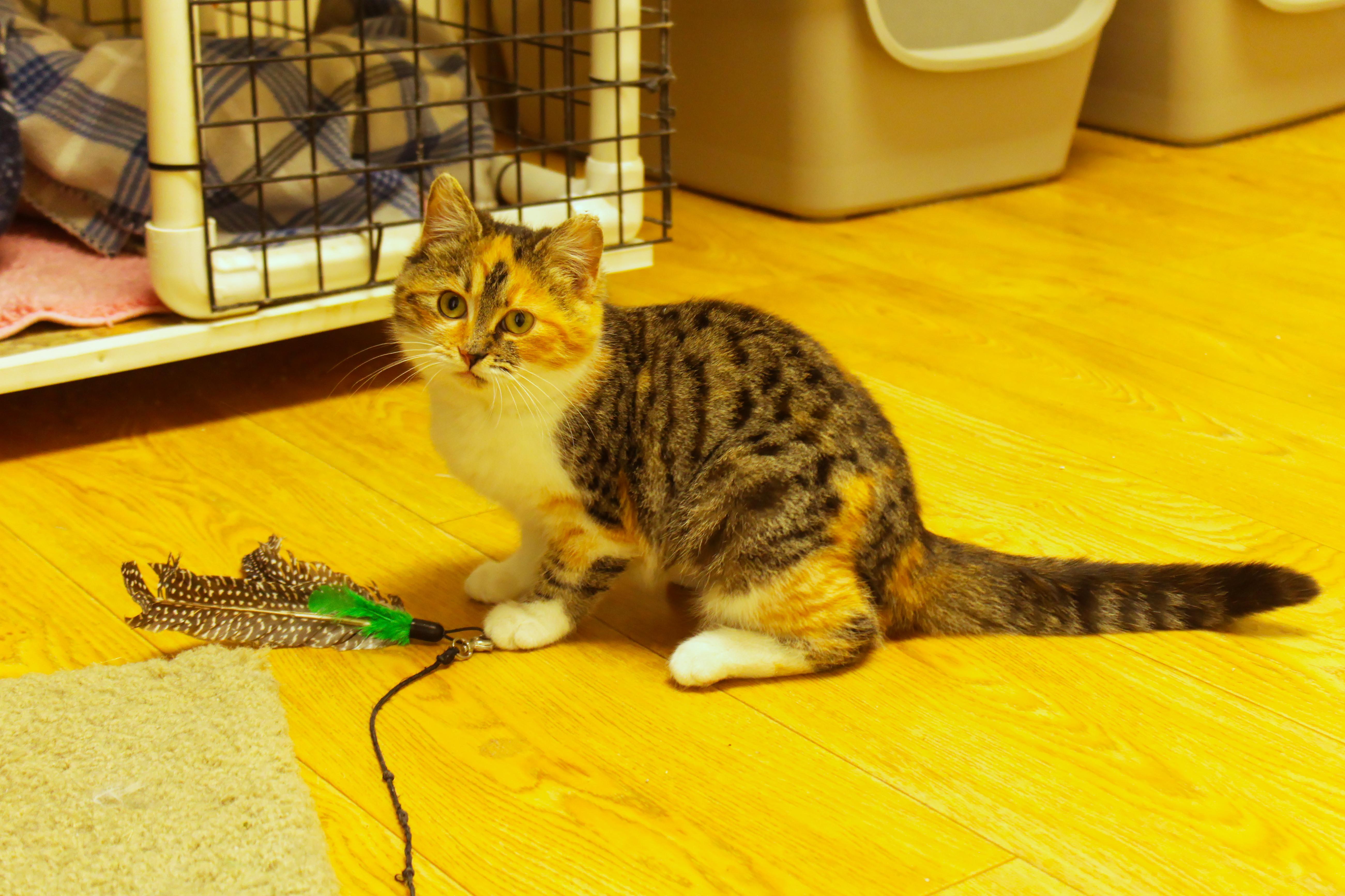 Enlarge Penelope, an adopted Domestic Medium Hair in Urbana, OH image 4/6