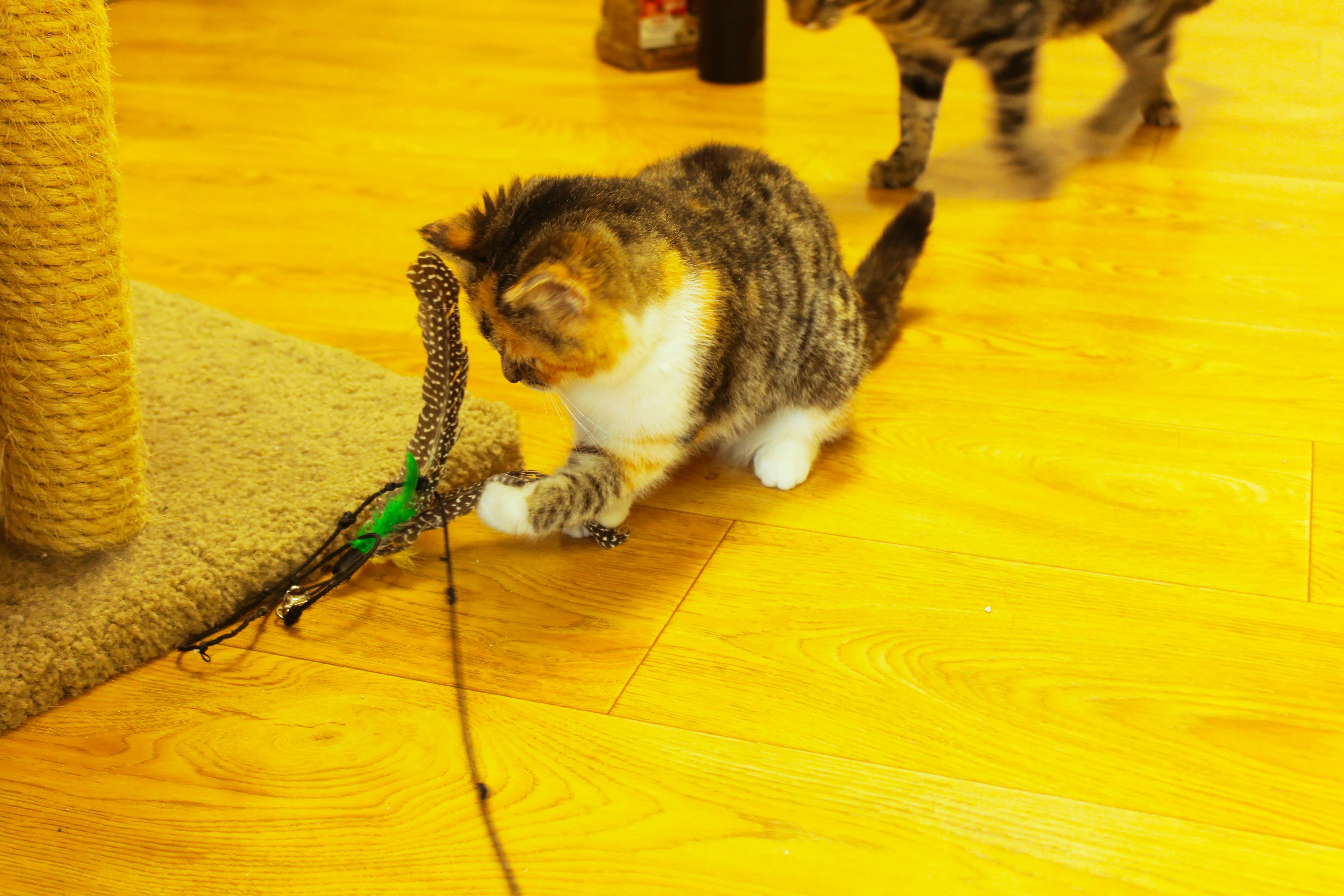 Enlarge Penelope, an adopted Domestic Medium Hair in Urbana, OH image 6/6