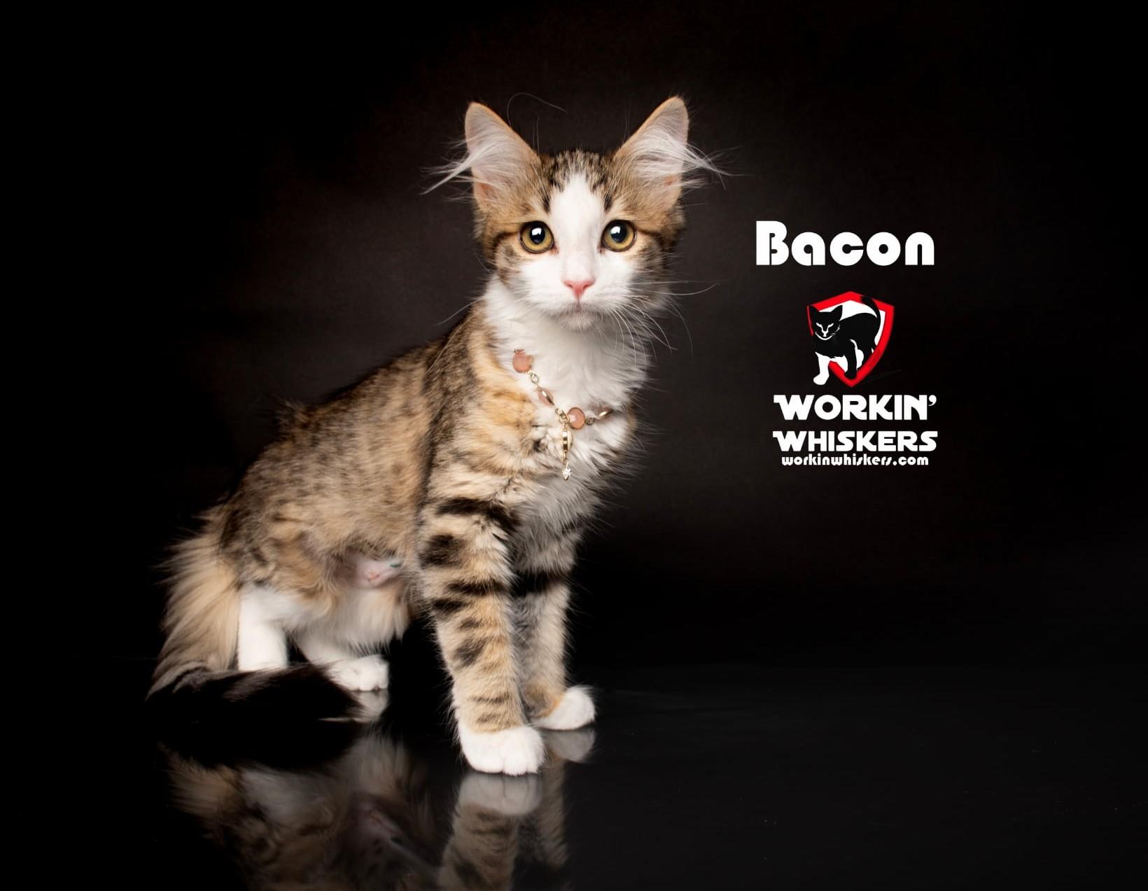 BACON, an adoptable mixed breed in Palm Desert, CA image 1/5