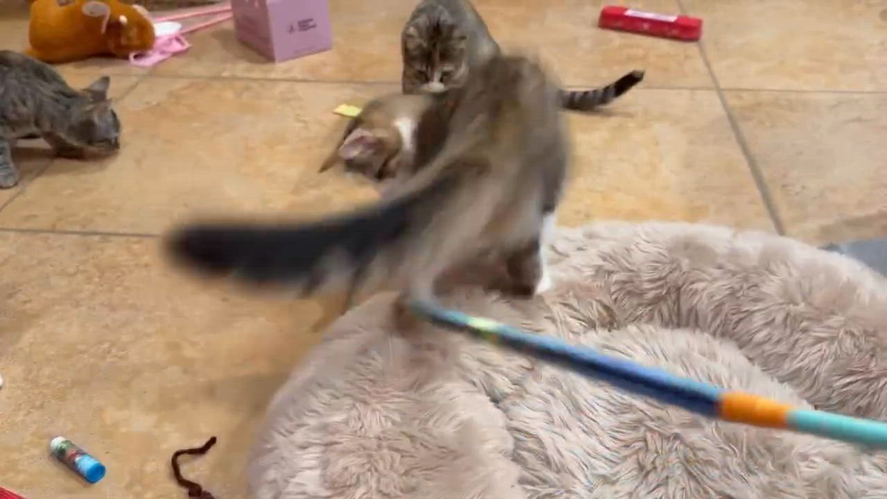 Enlarge BACON, an adoptable mixed breed in Palm Desert, CA video 5/5