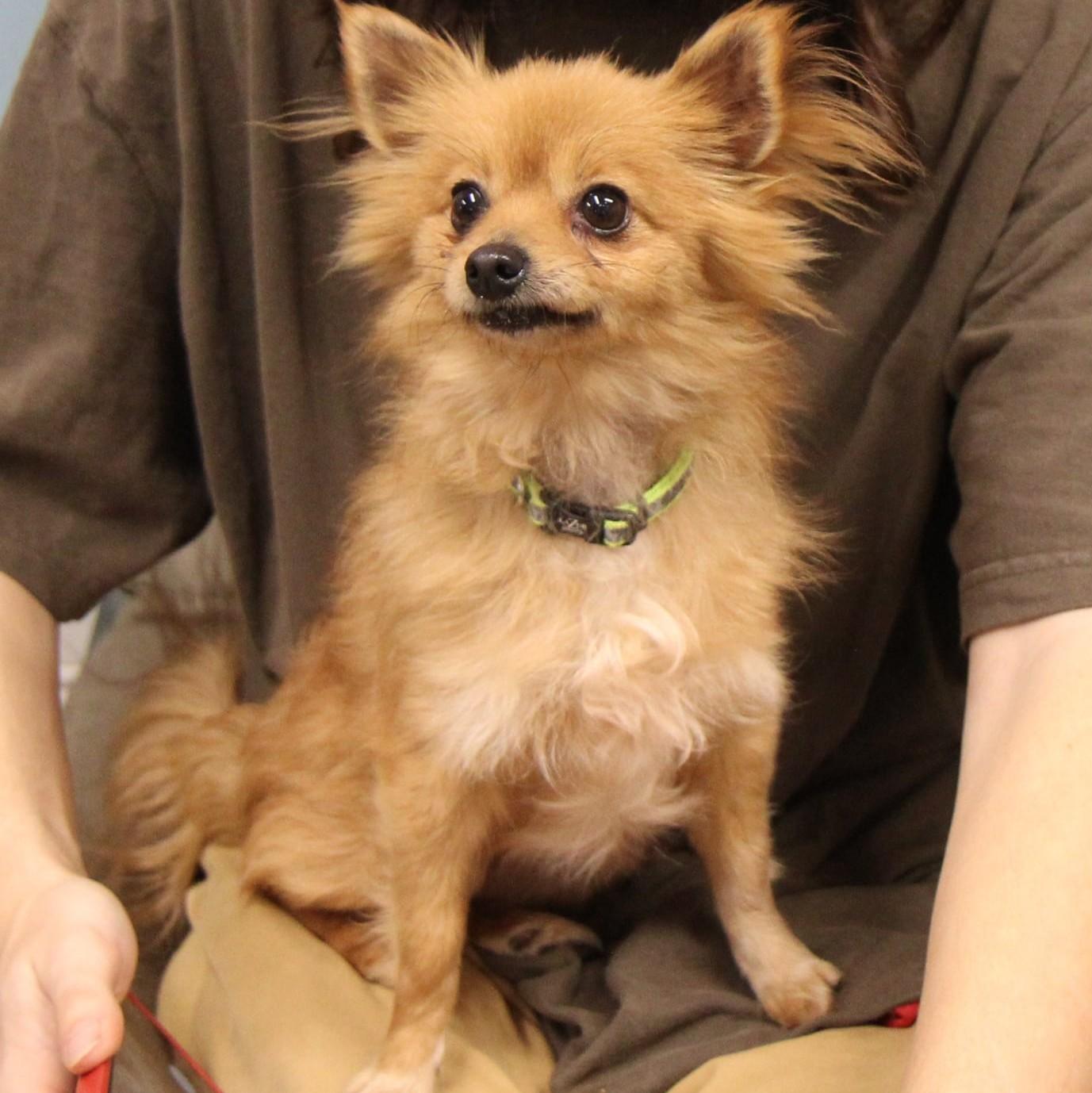 Buttercup thumbnail 2