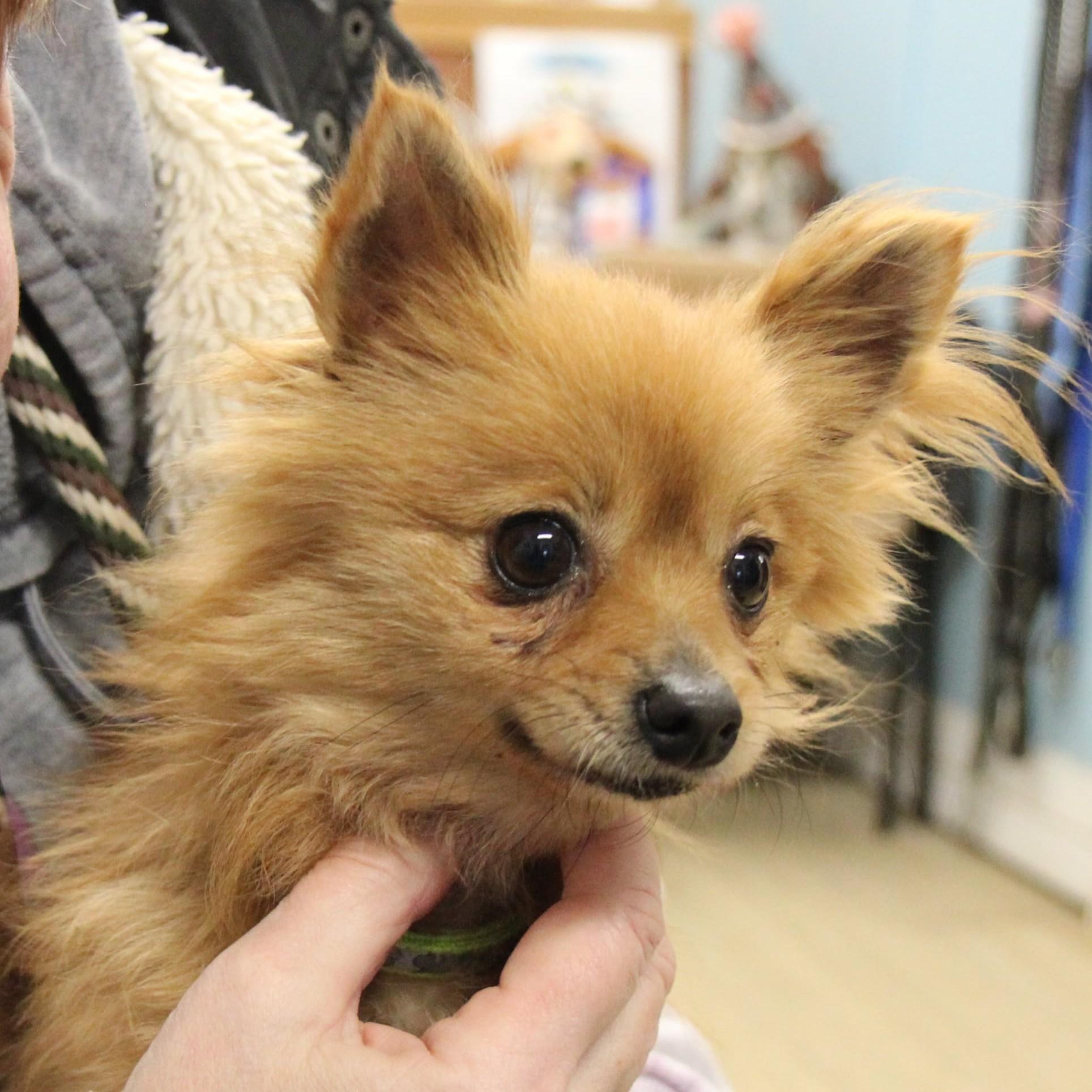 Buttercup thumbnail 3