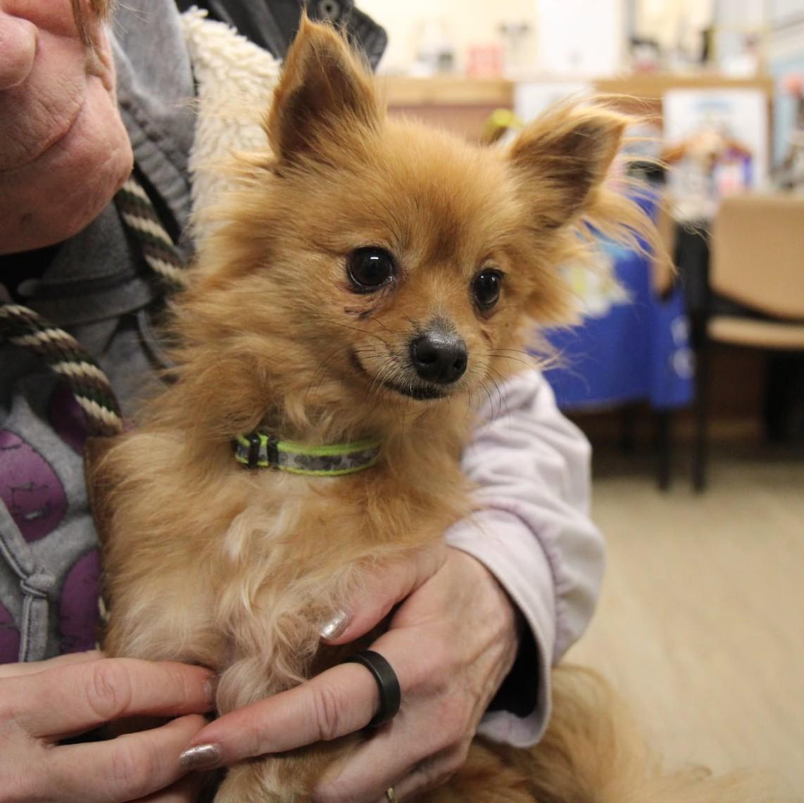 Buttercup thumbnail 6