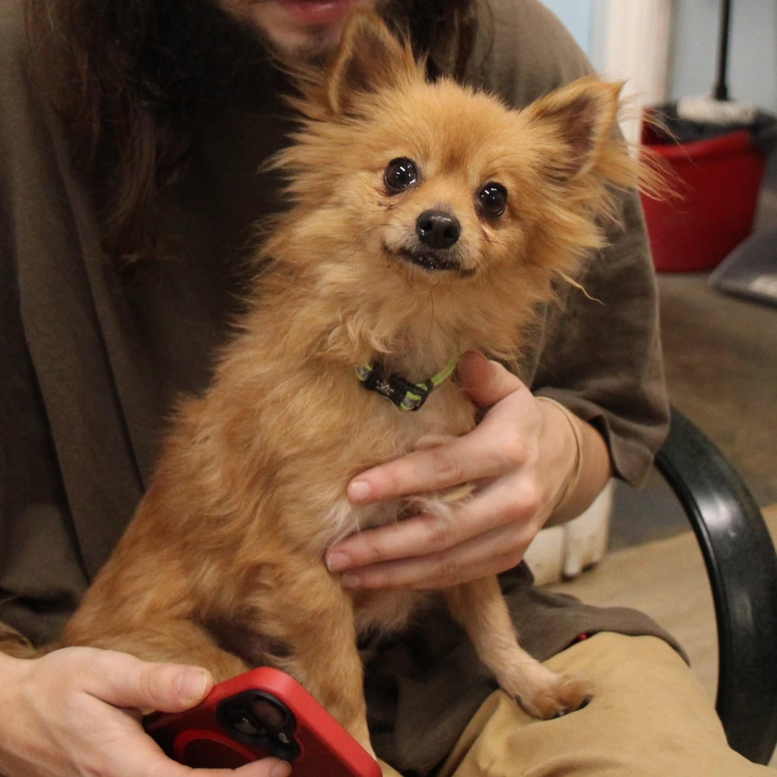 Buttercup thumbnail 7