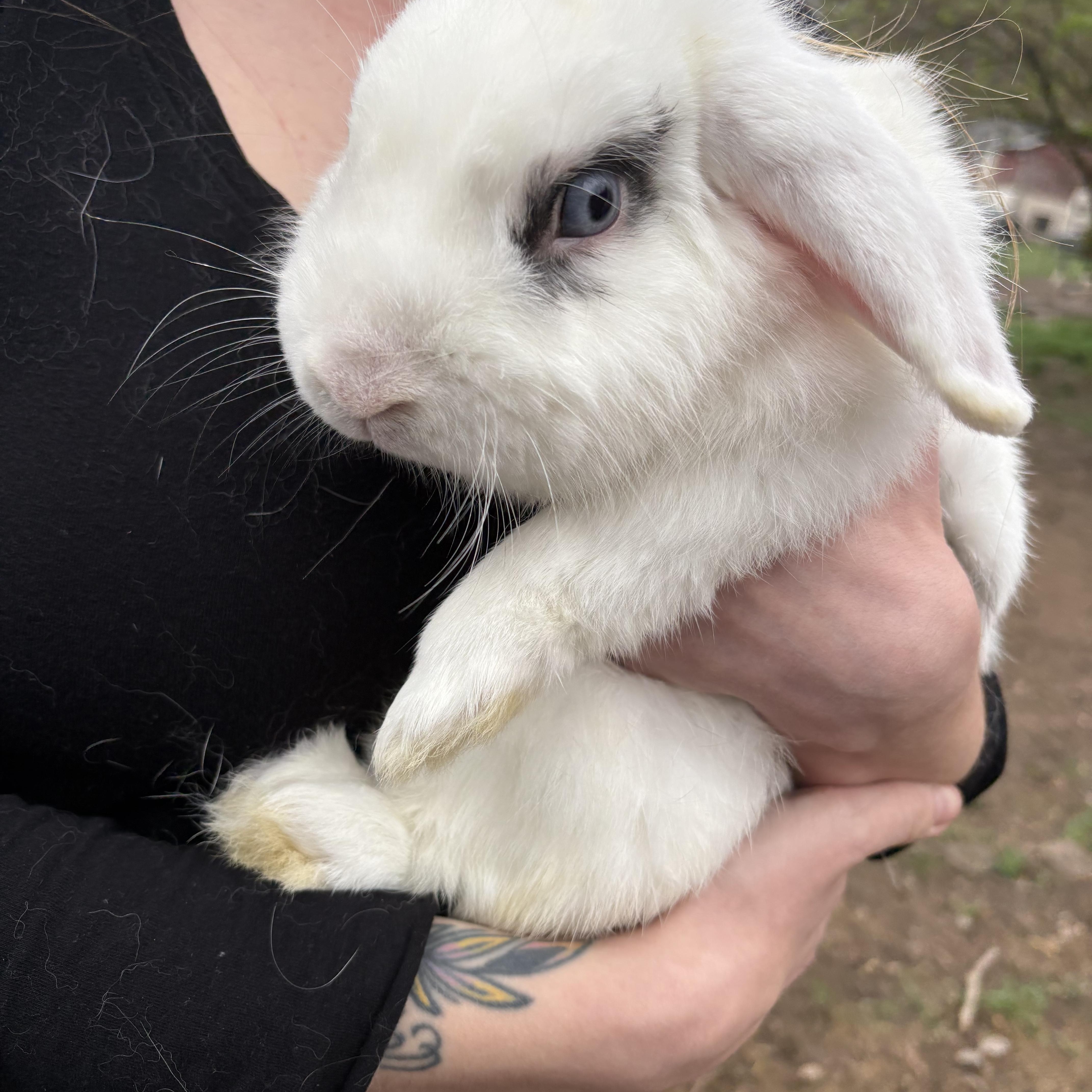 Enlarge Almond Joy, a ADOPTABLE mixed breed in Birdsboro, PA image 3/4