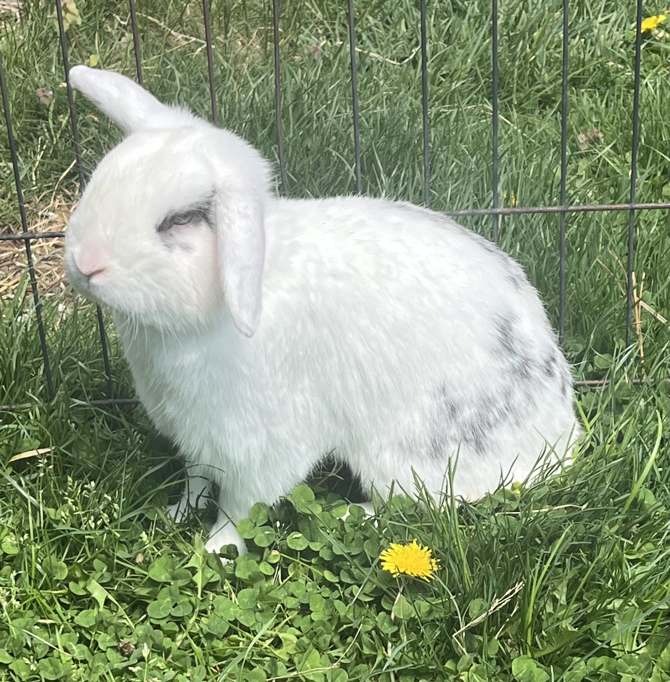Almond Joy, ADOPTABLE, Adult Male Mini Lop & English Spot.