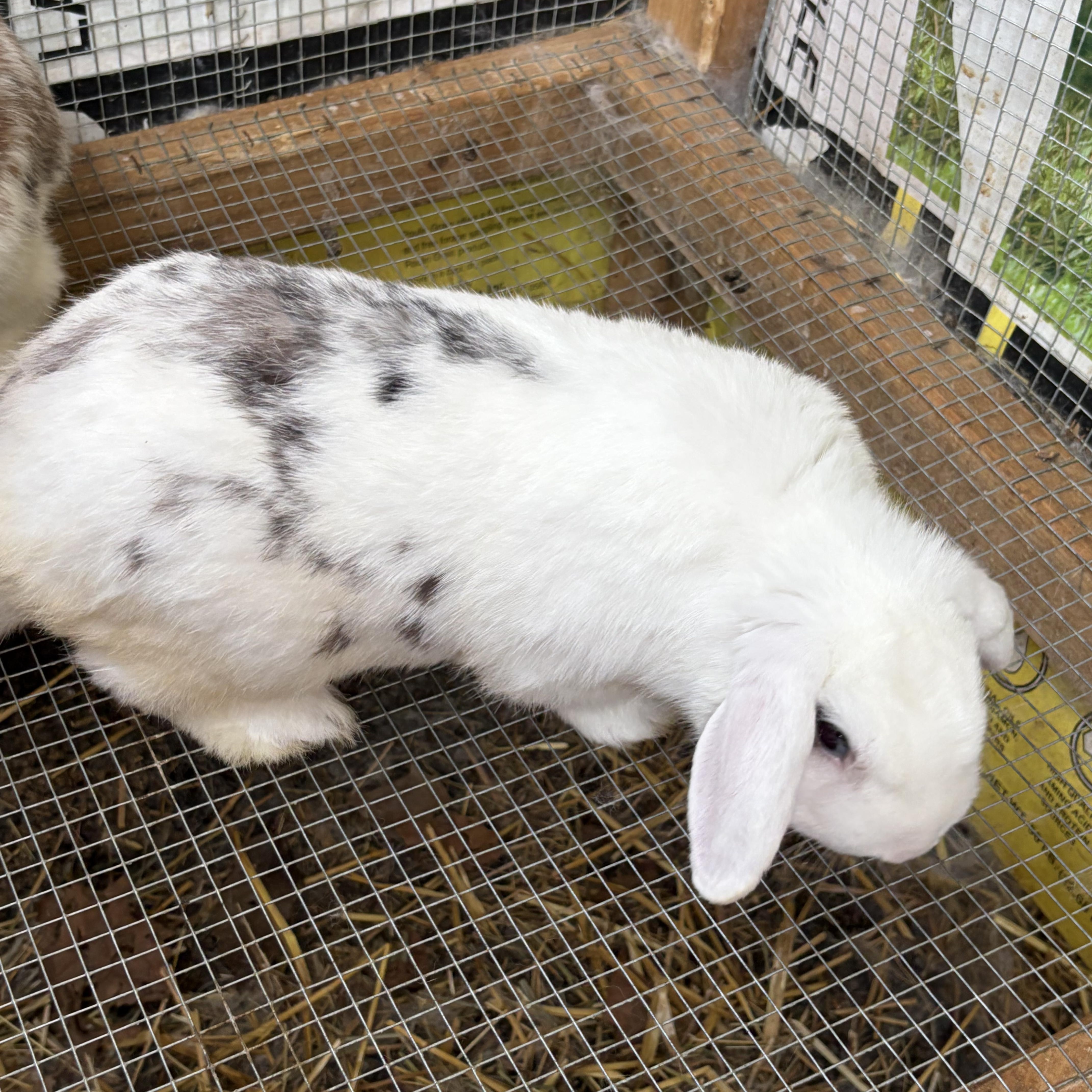 Enlarge Almond Joy, a ADOPTABLE mixed breed in Birdsboro, PA image 4/4