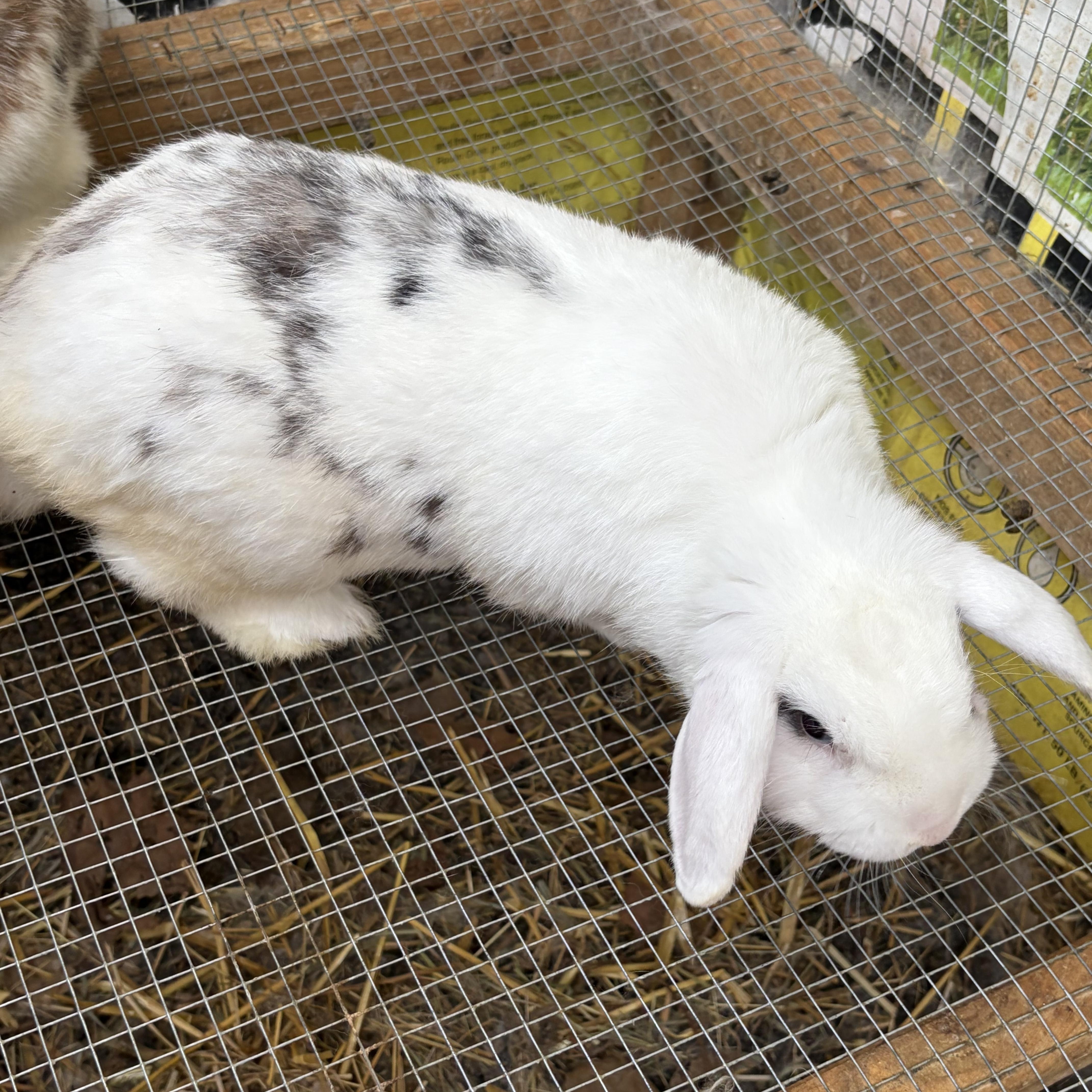 Enlarge Almond Joy, a ADOPTABLE mixed breed in Birdsboro, PA image 2/4