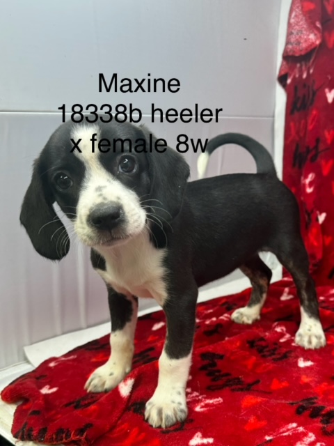 Maxine, an adopted Australian Cattle Dog / Blue Heeler in New Tazewell, TN_image-1