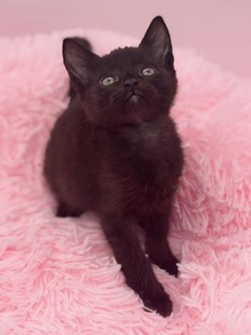 Diglett, a Adoptable Domestic Short Hair in Covington, LA image 6/6