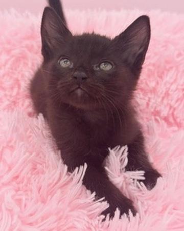 Diglett, a Adoptable Domestic Short Hair in Covington, LA image 3/6