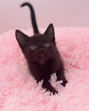 Diglett, a Adoptable Domestic Short Hair in Covington, LA image 5/6
