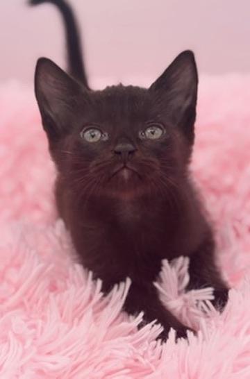Diglett, a Adoptable Domestic Short Hair in Covington, LA image 2/6