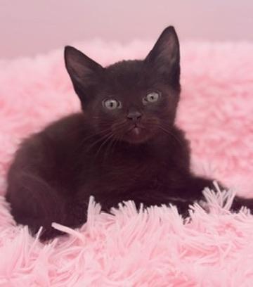 Diglett, a Adoptable Domestic Short Hair in Covington, LA image 4/6