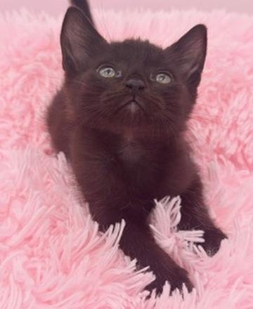 Diglett, a Adoptable Domestic Short Hair in Covington, LA image 1/6