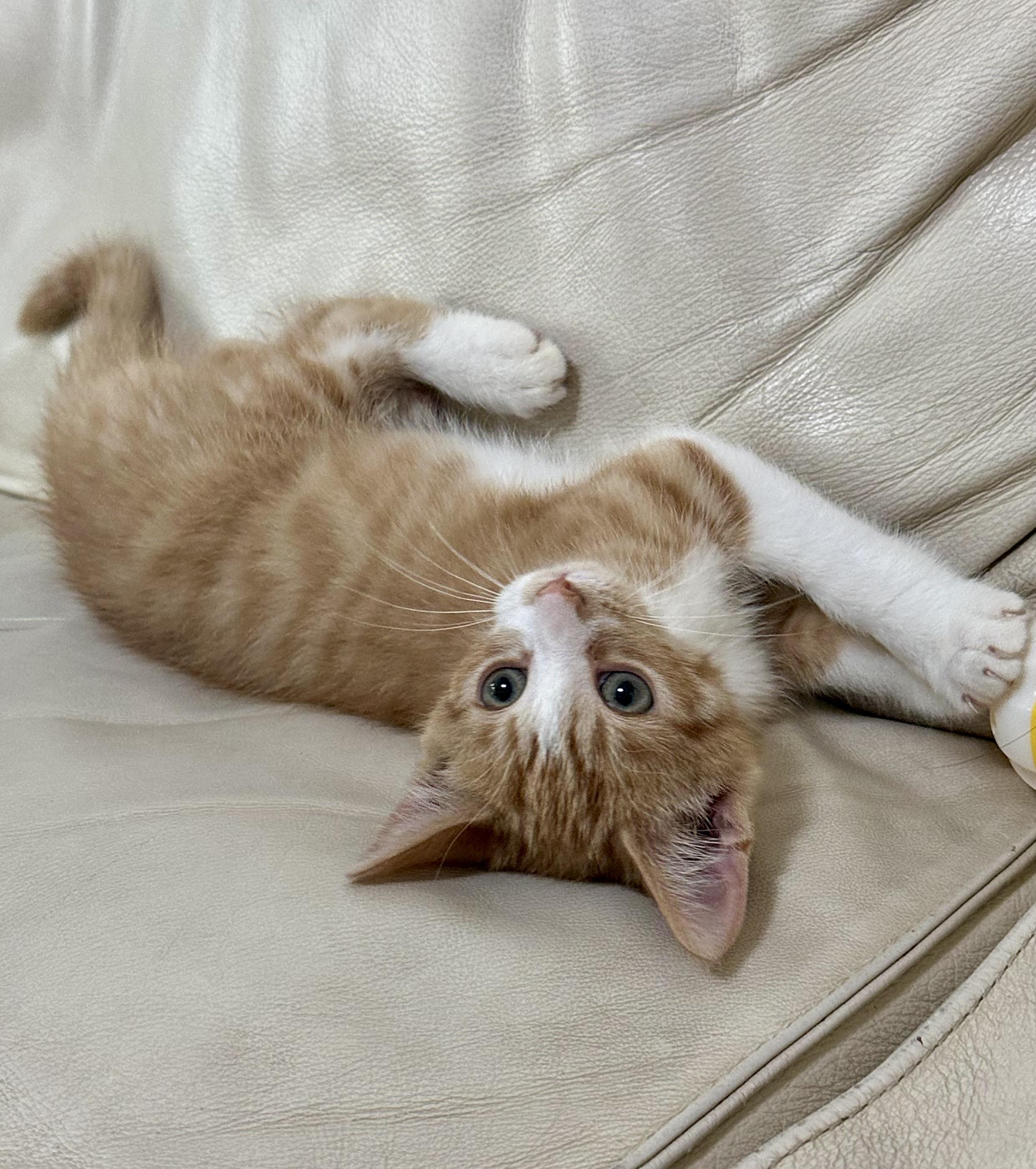Purrfect Brody and Hogan, a ADOPTABLE mixed breed in West Hartford , CT image 3/6