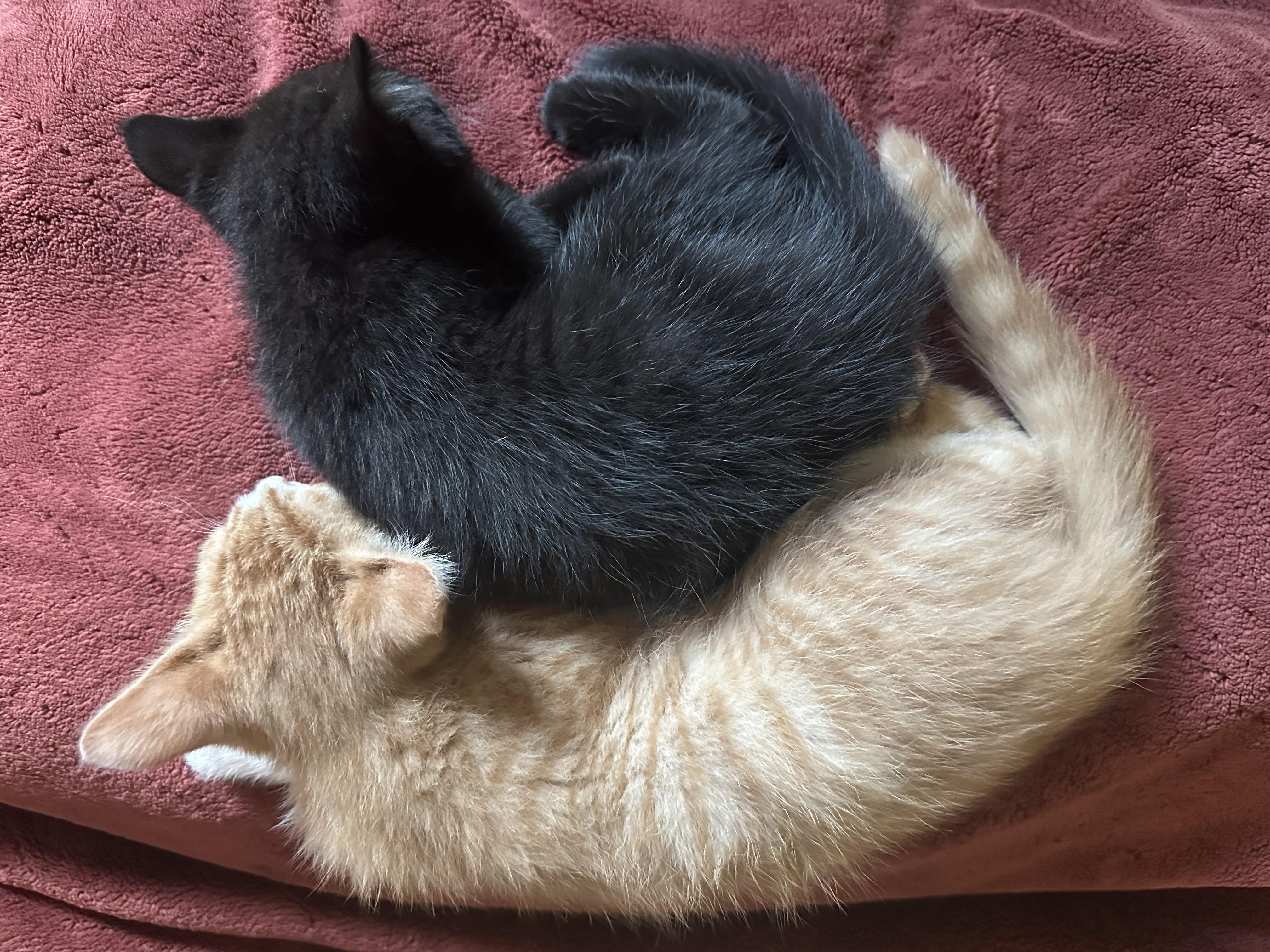 Purrfect Brody and Hogan, a ADOPTABLE mixed breed in West Hartford , CT image 5/6