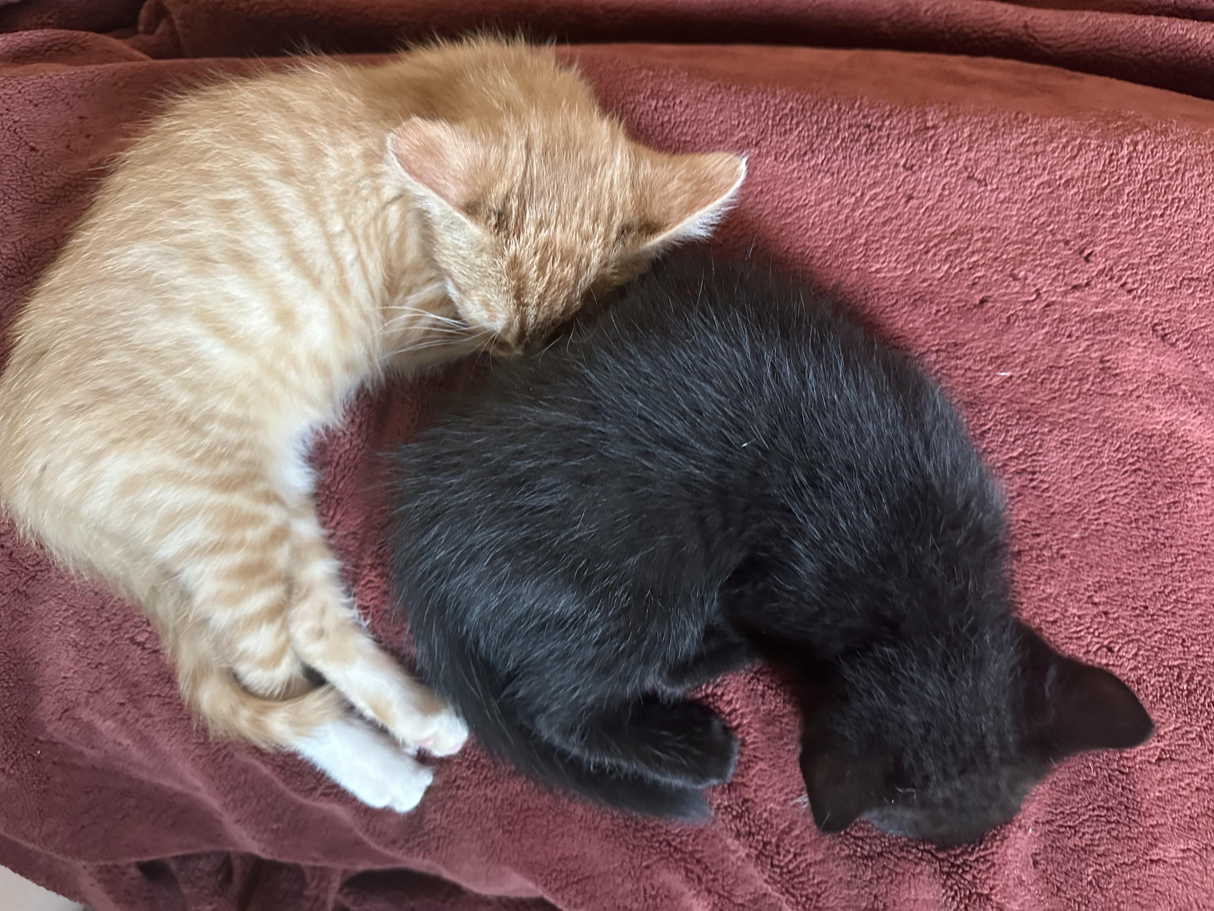 Purrfect Brody and Hogan, a ADOPTABLE mixed breed in West Hartford , CT image 6/6