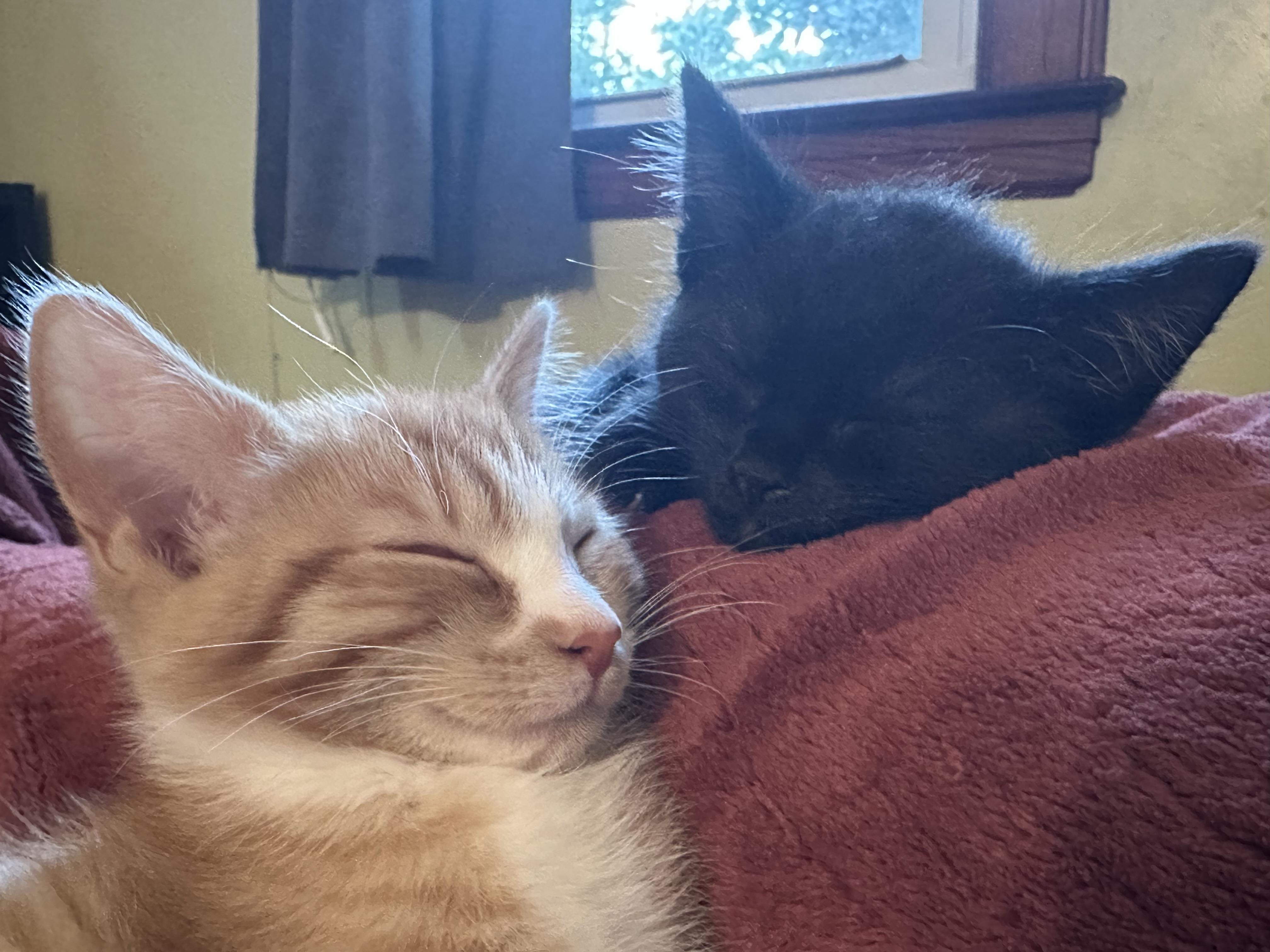 Purrfect Brody and Hogan, a ADOPTABLE mixed breed in West Hartford , CT image 2/6