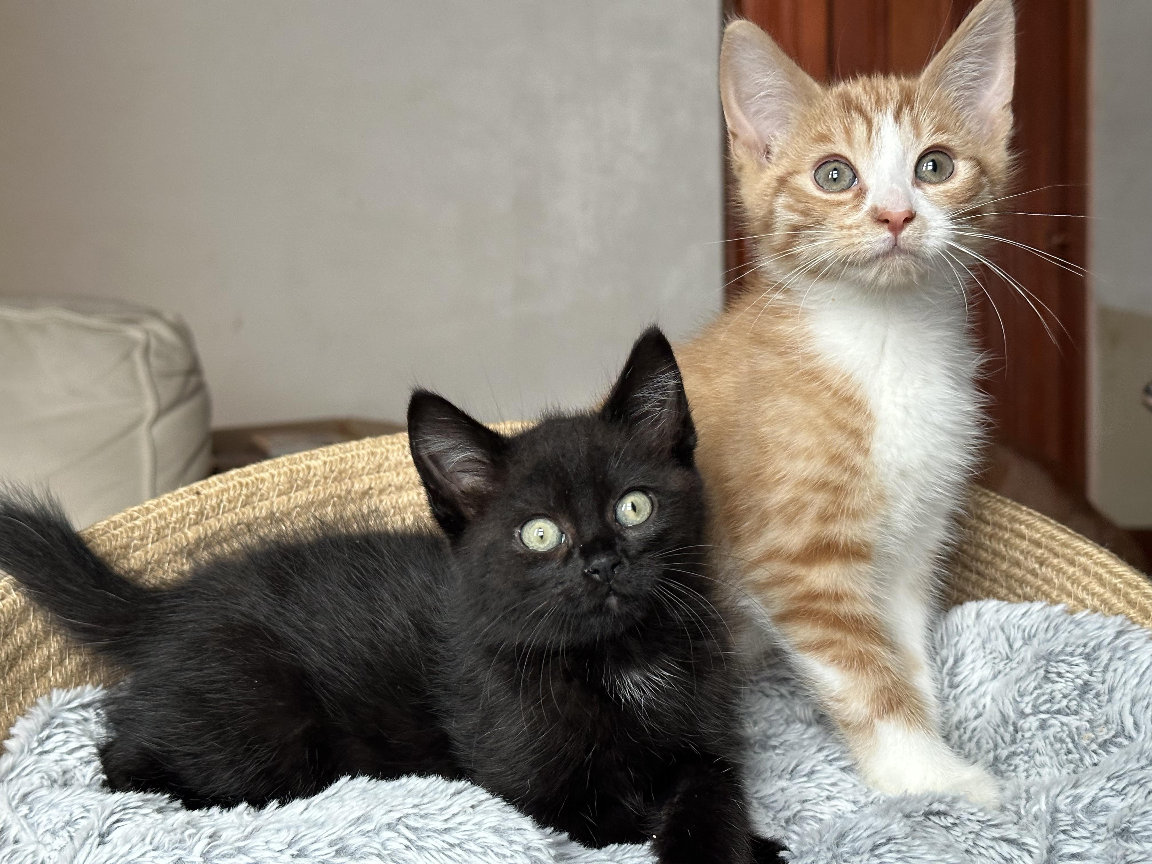 Purrfect Brody and Hogan, ADOPTABLE, Kitten Male Domestic Short Hair & Tabby.