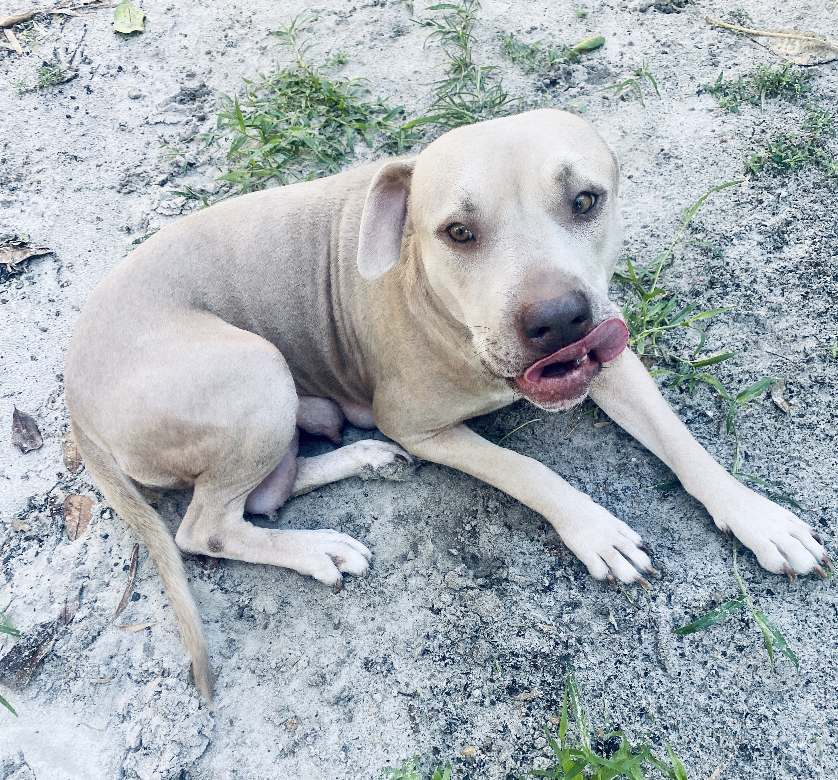 Goldie, a Adoptable mixed breed in Fort Myers, FL image 1/12