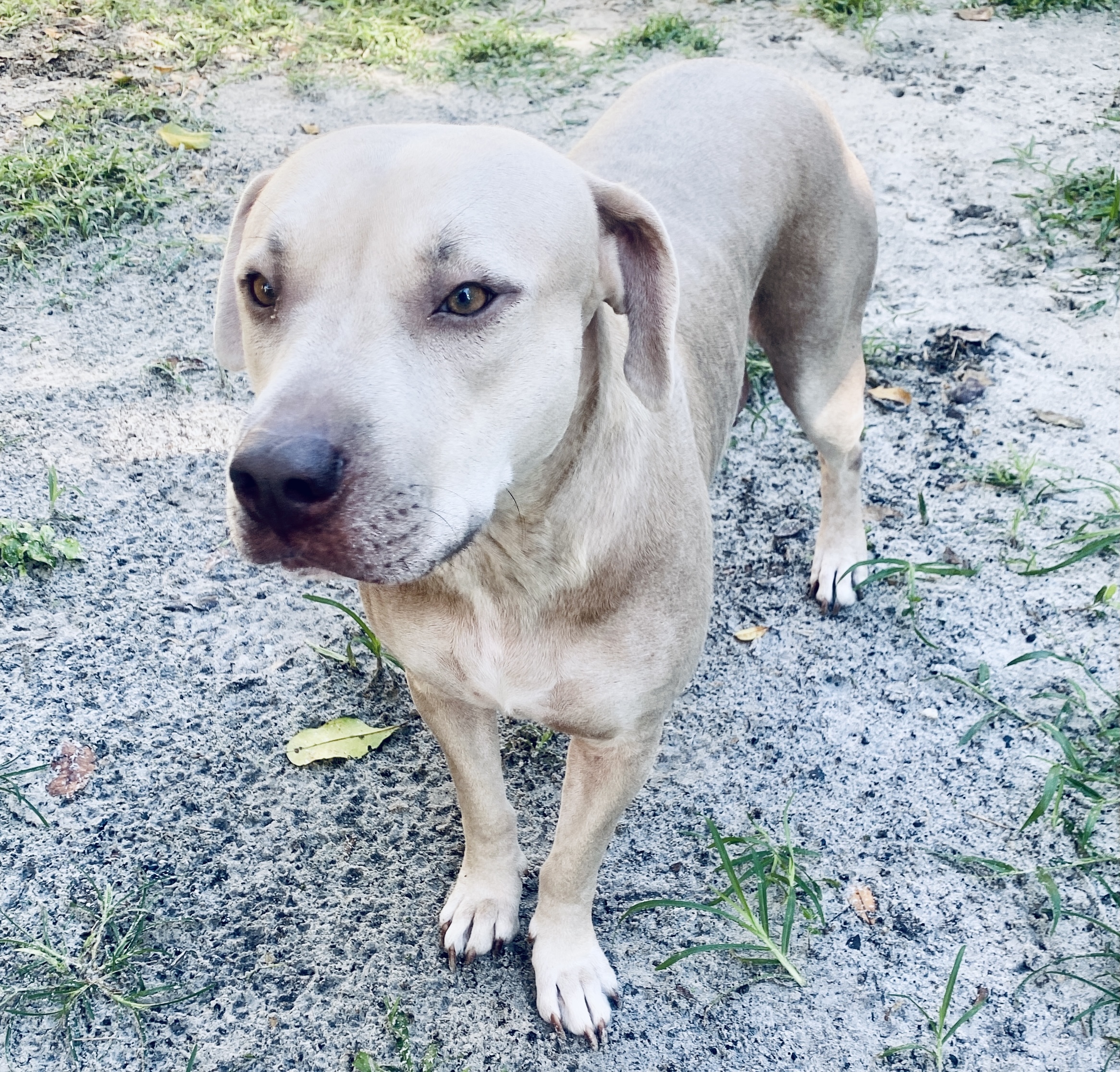 Goldie, a Adoptable mixed breed in Fort Myers, FL image 2/12