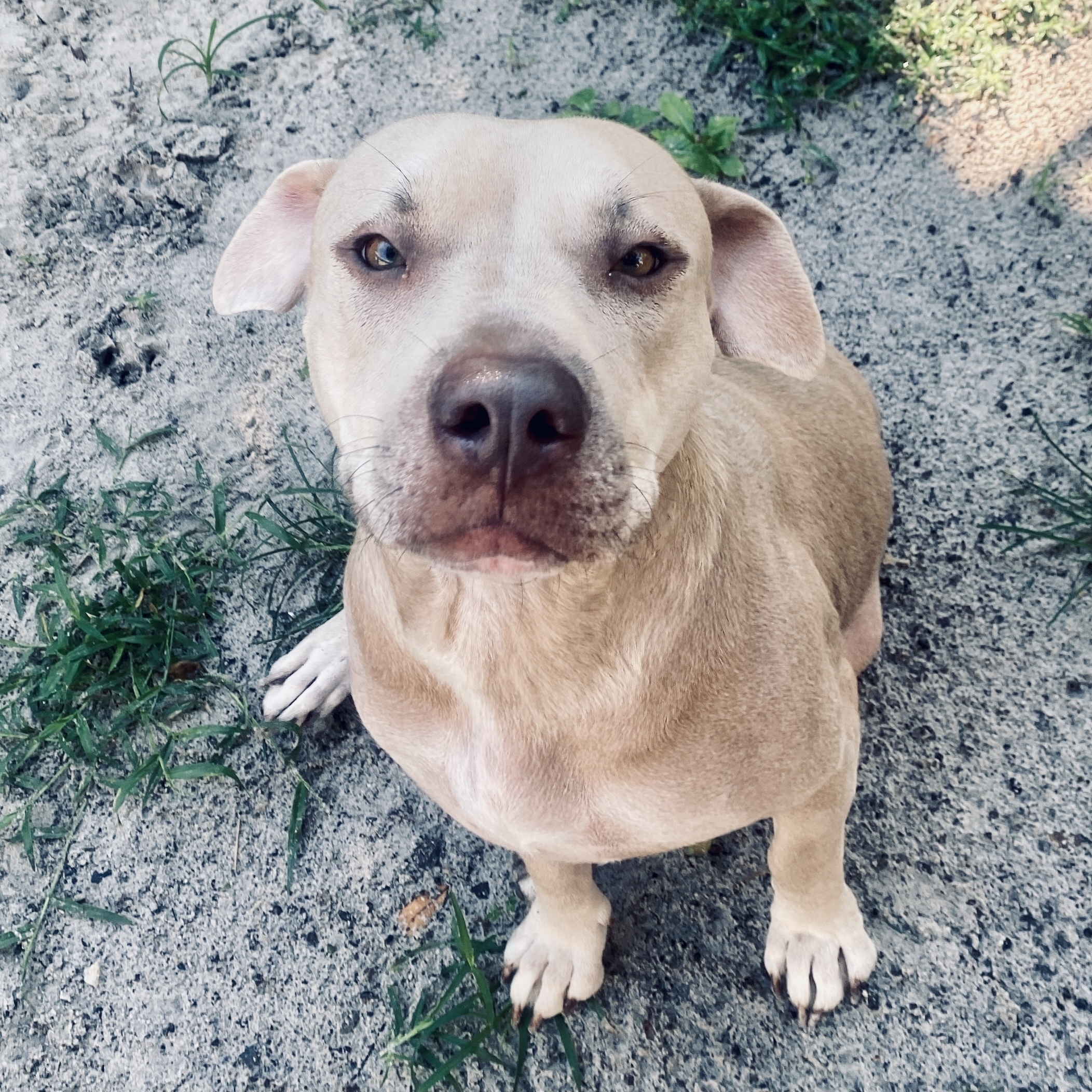 Goldie, a Adoptable mixed breed in Fort Myers, FL image 3/12