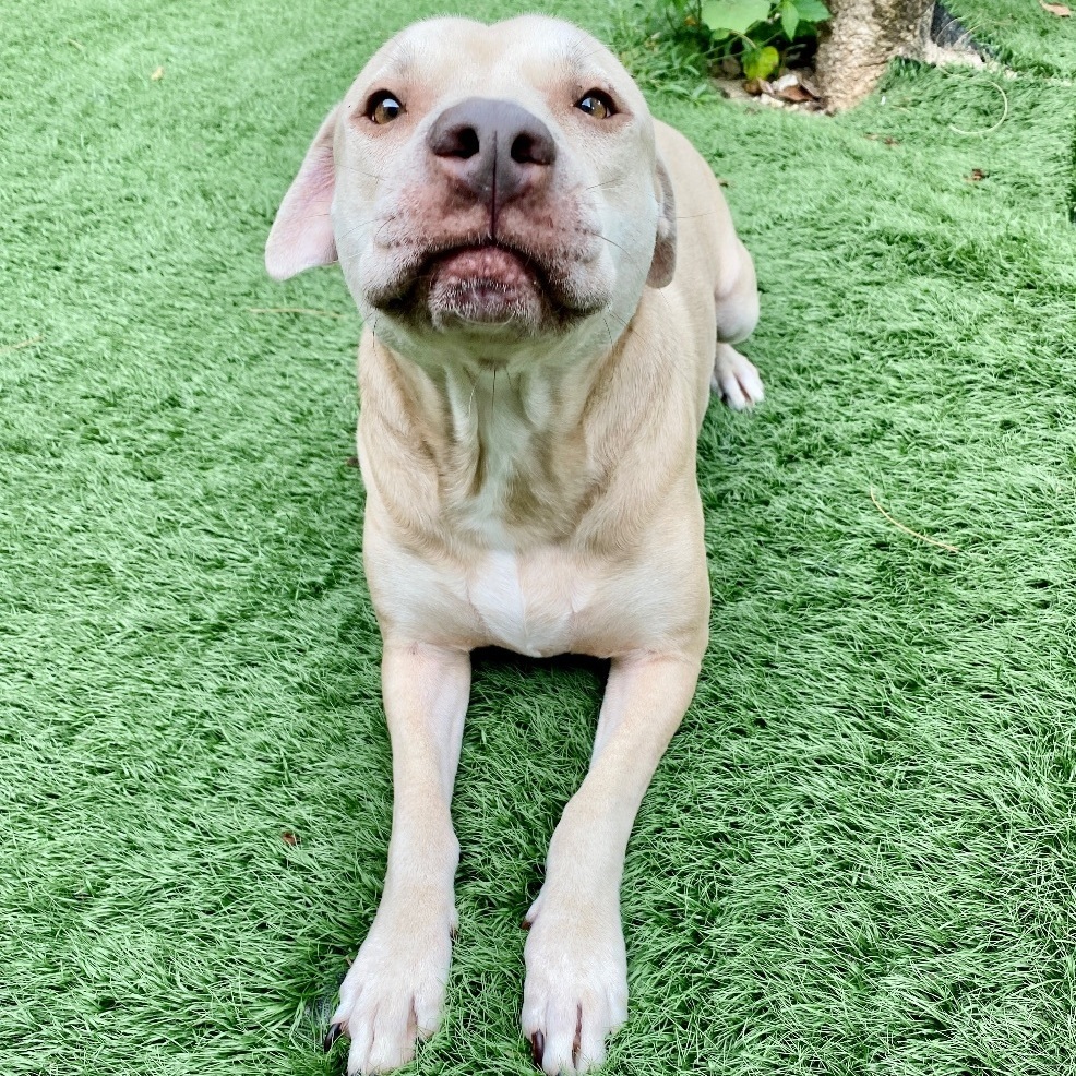 Goldie, a Adoptable mixed breed in Fort Myers, FL image 4/12