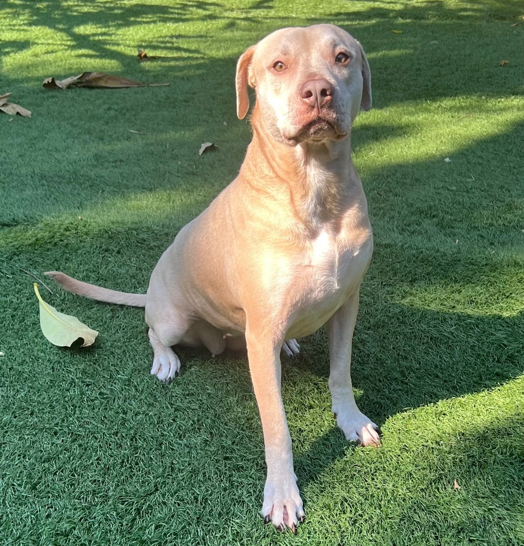 Goldie, a Adoptable mixed breed in Fort Myers, FL image 6/12