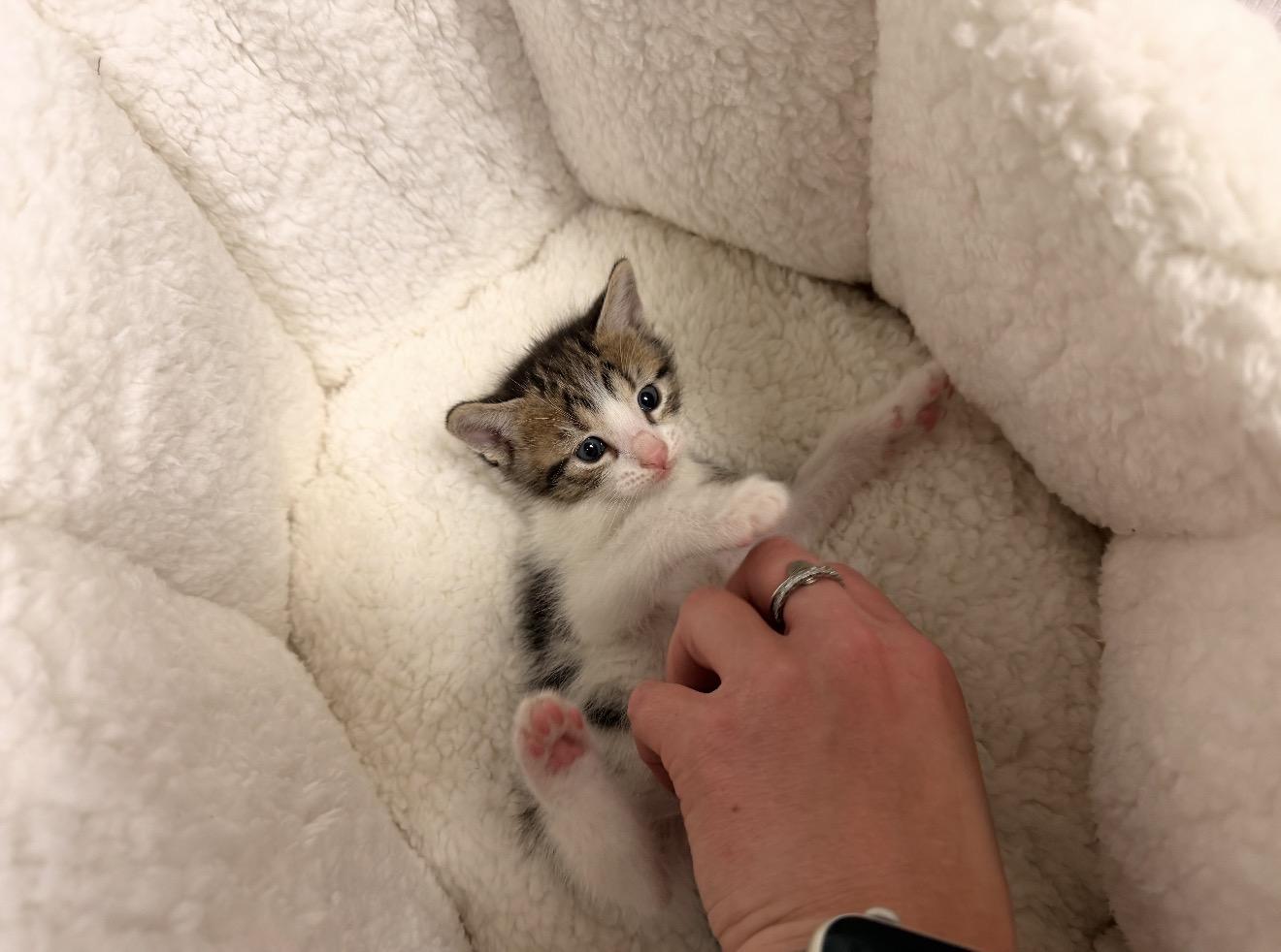 Chip, an adopted Domestic Short Hair in East Dundee , IL image 3/3