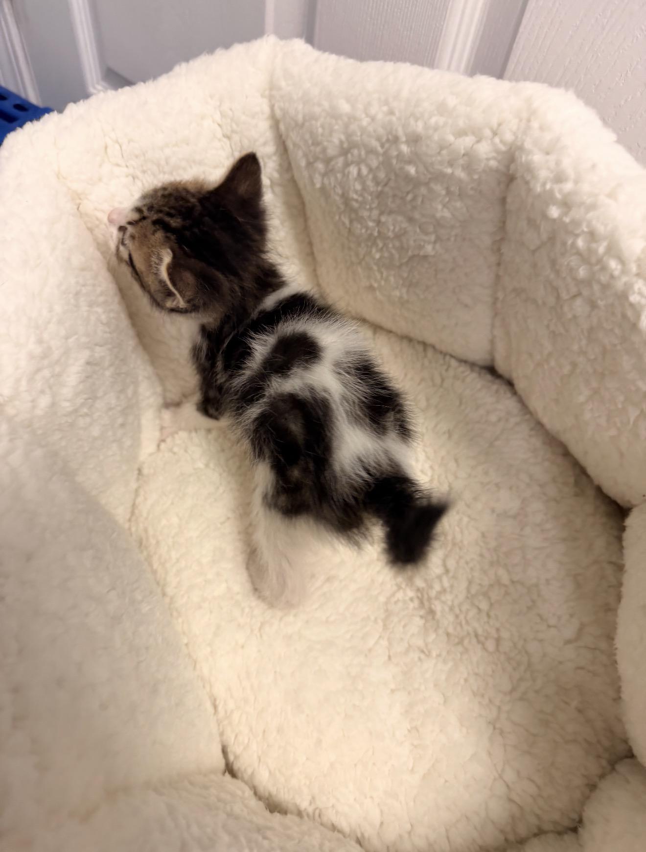 Chip, an adopted Domestic Short Hair in East Dundee , IL image 2/3