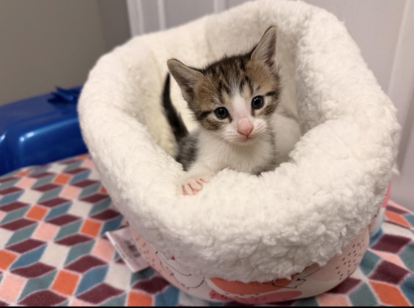 Chip, an adopted Domestic Short Hair in East Dundee , IL image 1/3