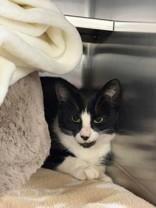 Enlarge Magic, a ADOPTABLE Domestic Short Hair in Manitowoc, WI image 1/1