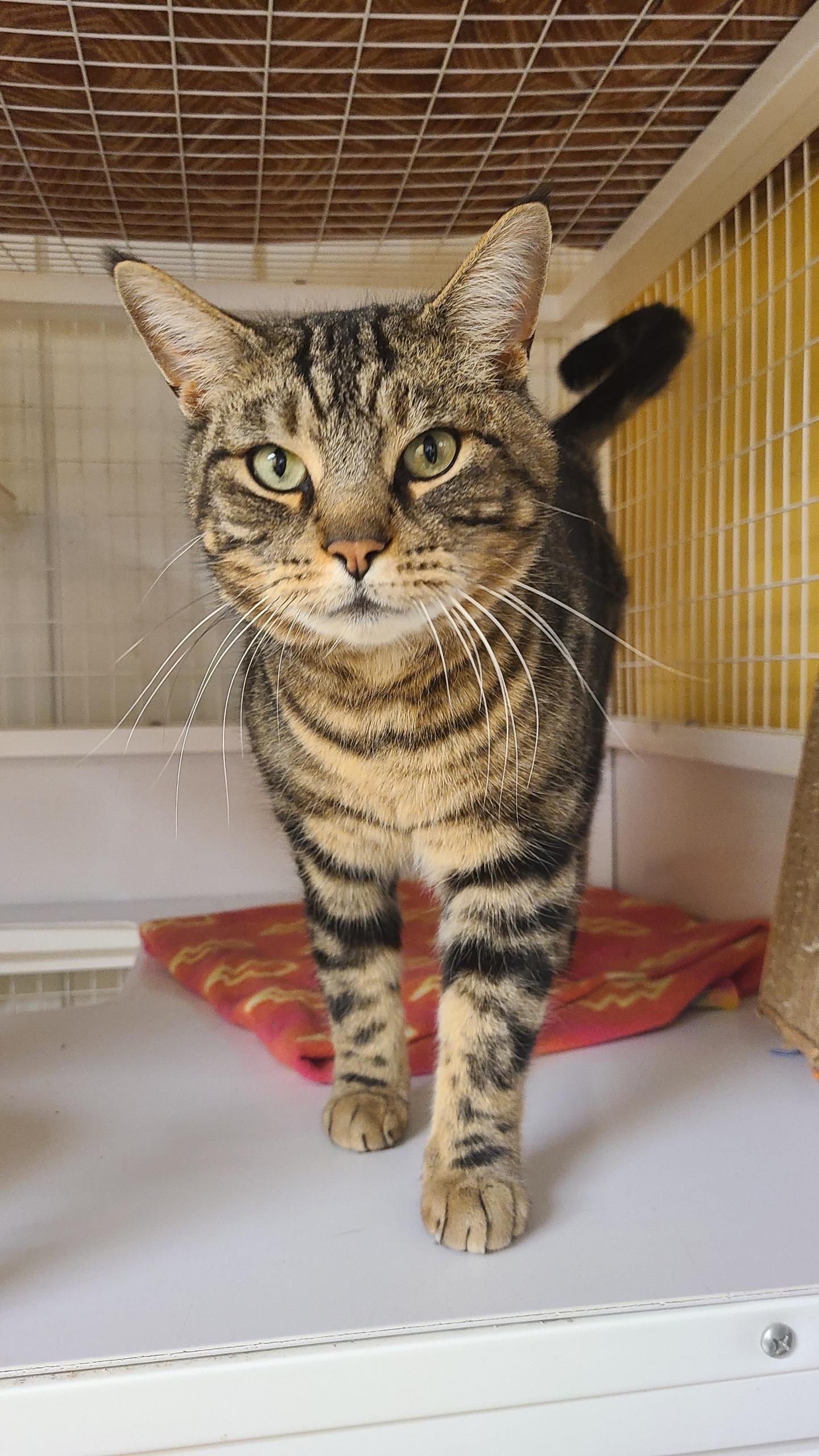 Enlarge Gabe, an adopted Tabby in Albany, NY image 3/5