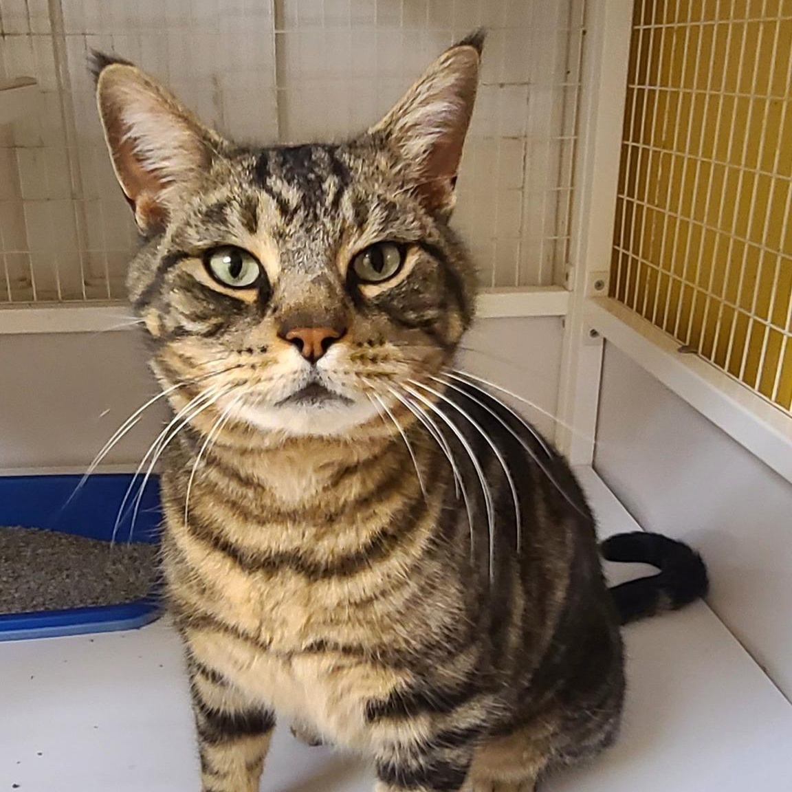 Enlarge Gabe, an adopted Tabby in Albany, NY image 2/5